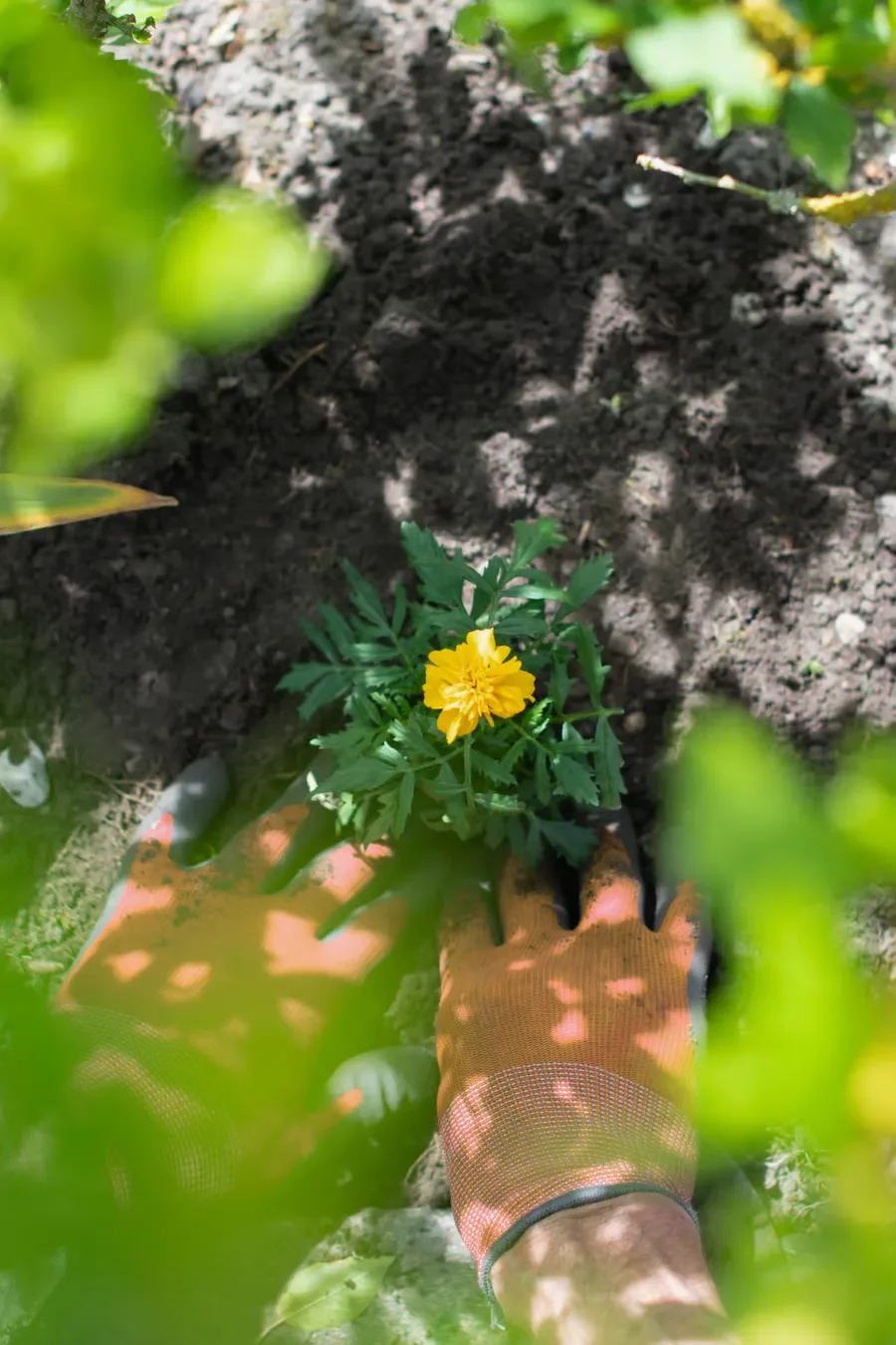 Gardener wearing orange gloves planting a bright yellow flower in fresh garden soil.