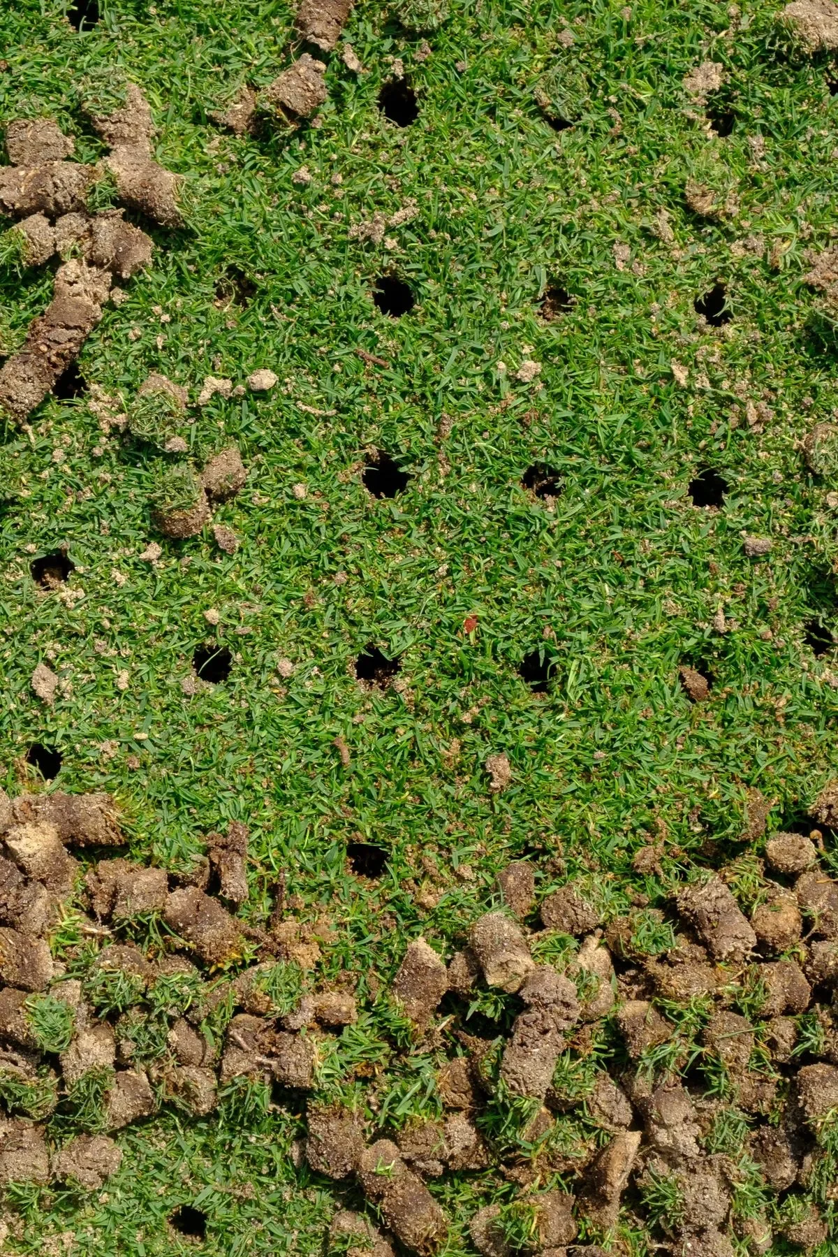 Core aeration holes and pulled soil plugs resting on a green grass lawn after turf maintenance.