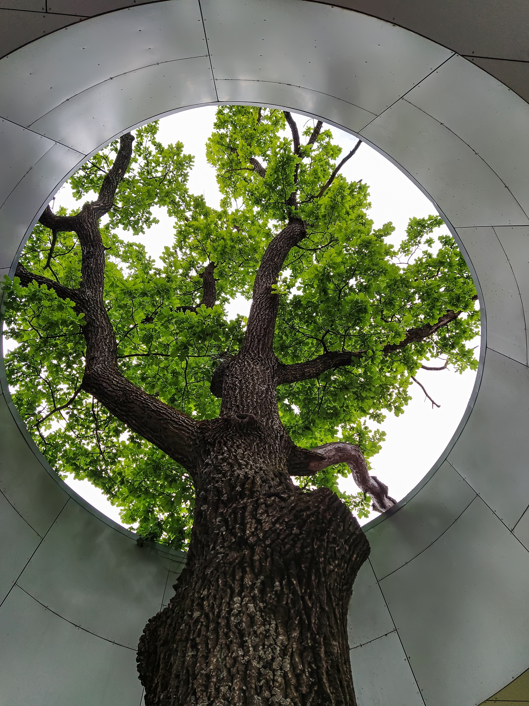 A large leafy tree growing through a circular opening in a modern architectural ceiling or roof structure.