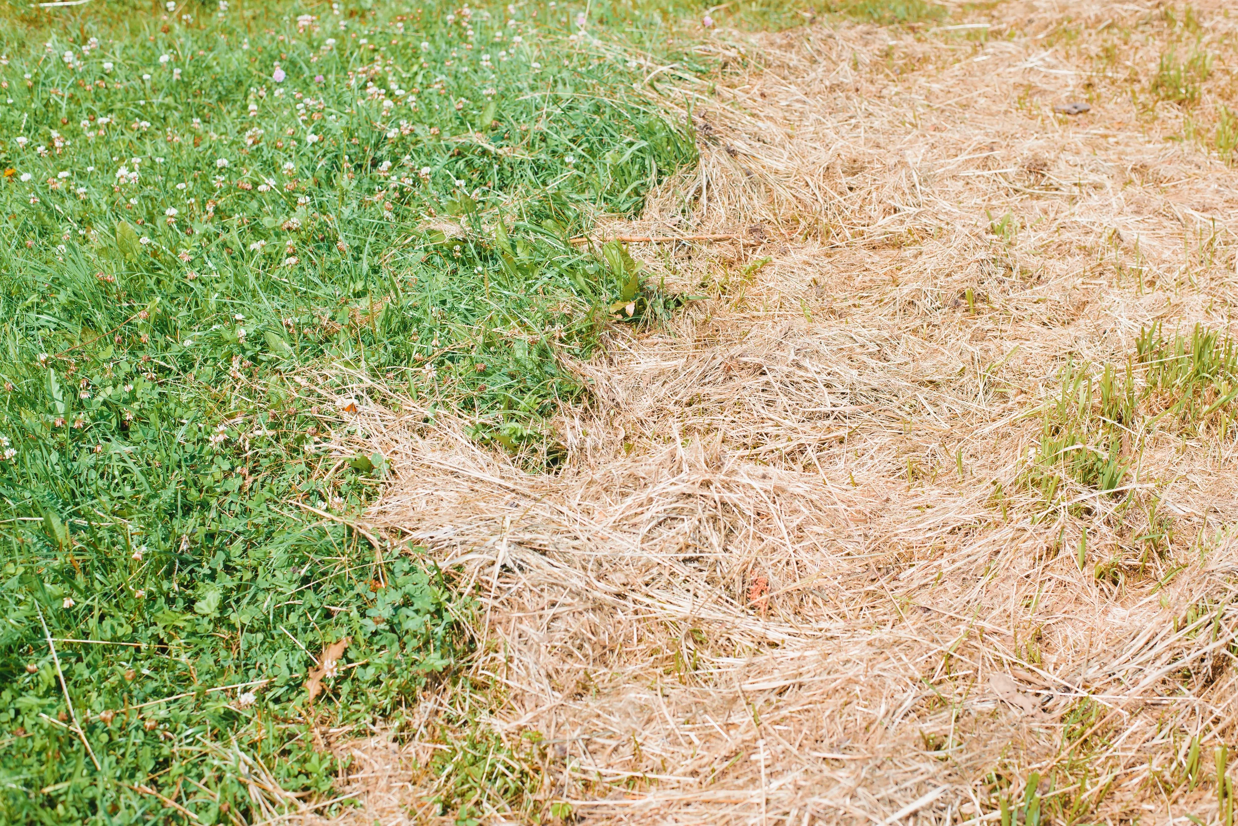 Side-by-side comparison of a healthy green lawn next to a section of dead, brown grass with heavy thatch buildup.