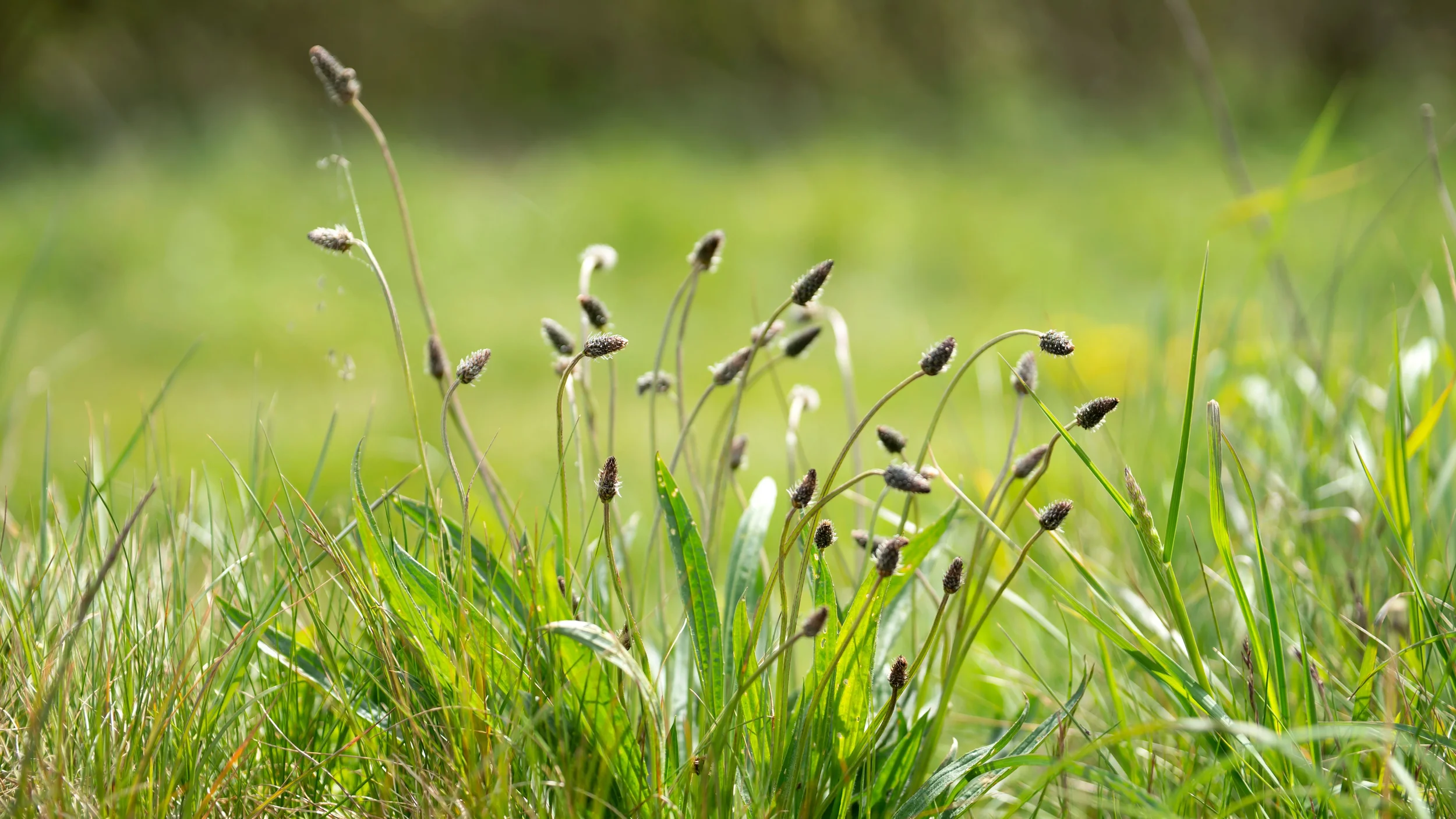 Narrowleaf plantain weeds with tall seed heads growing in a green grassy field under bright sunlight.