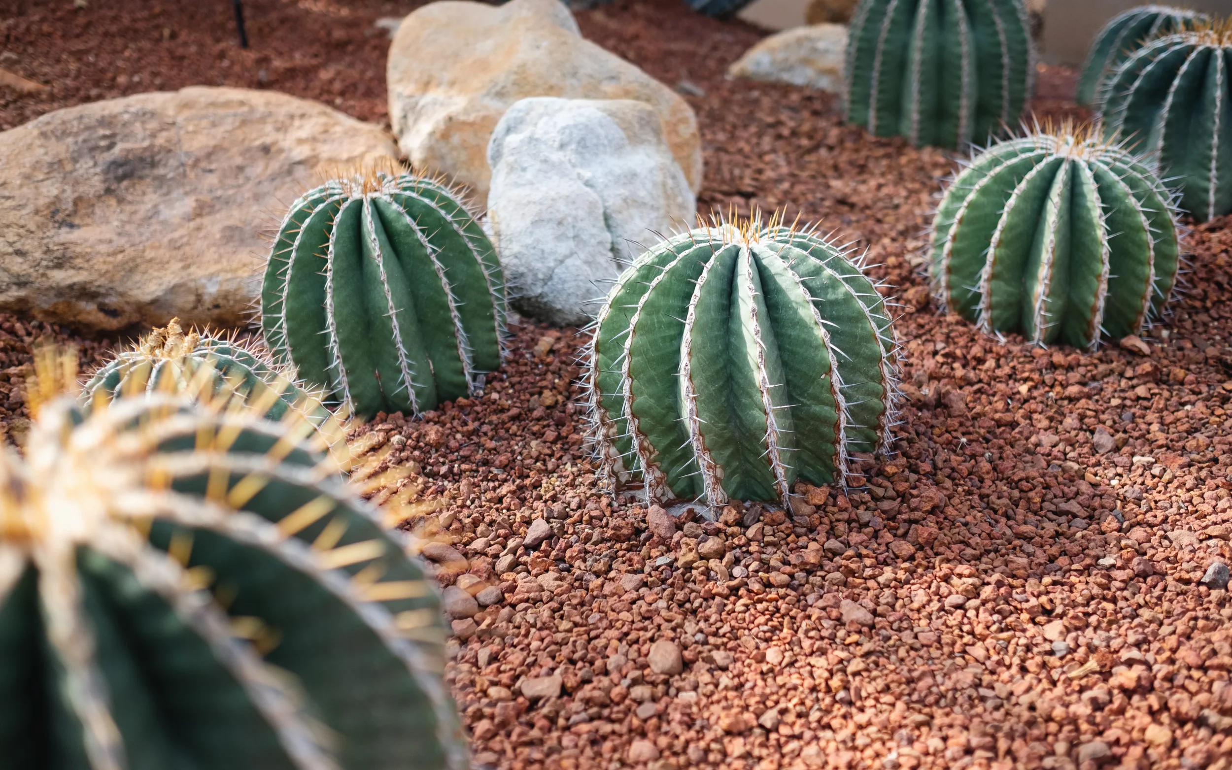 Round barrel cacti planted in red volcanic rock mulch with large decorative boulders in a water-wise garden.