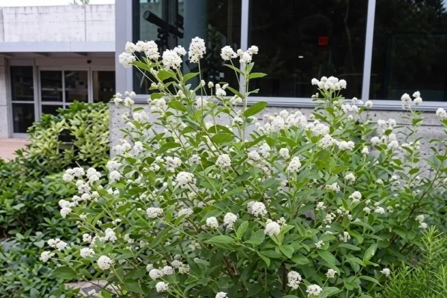 A New Jersey Tea shrub with clusters of small white flowers blooming in front of a modern building.