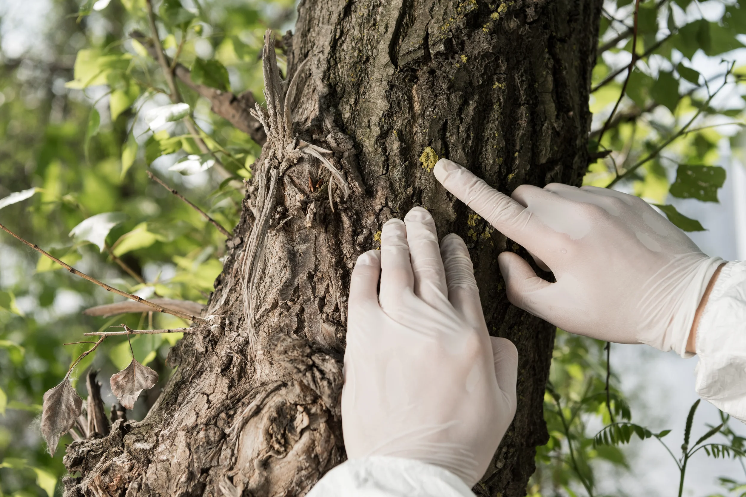 partial-view-of-ecologist-in-latex-gloves-touching-2026-01-06-00-46-05-utc.webp