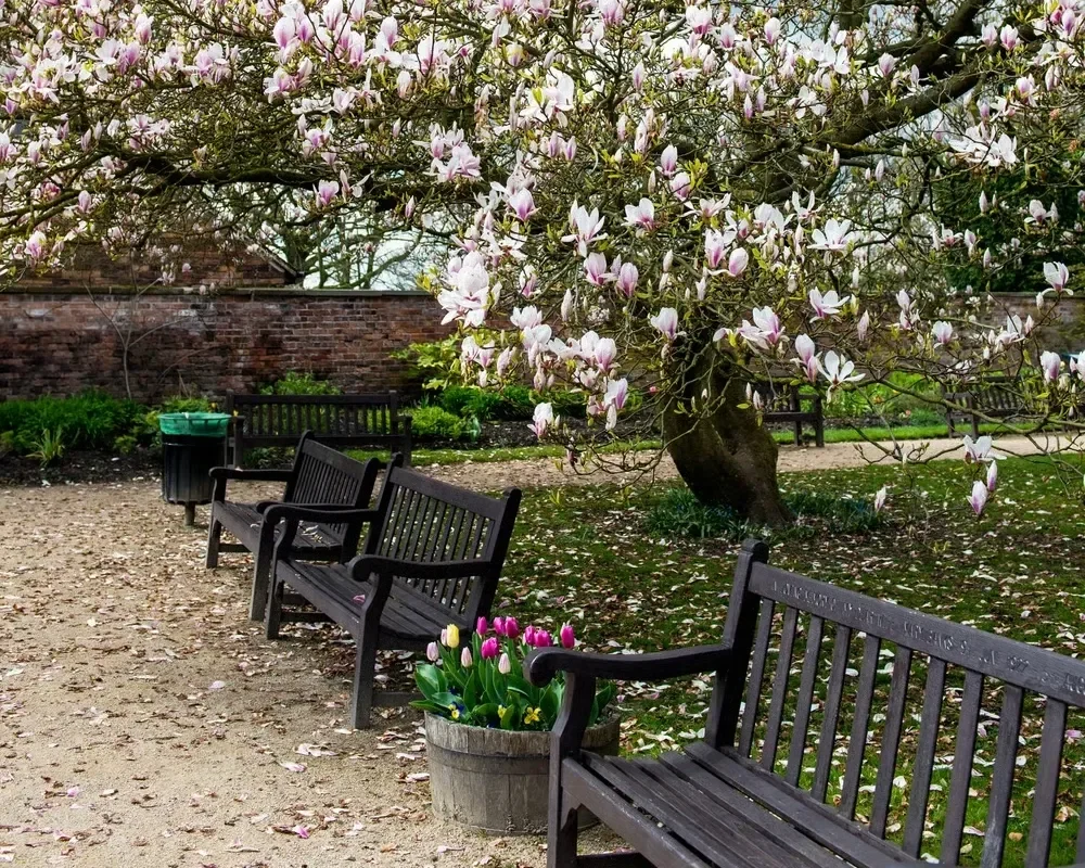 Wooden benches along a gravel path beneath a blooming pink magnolia tree in a quiet public park or garden setting.