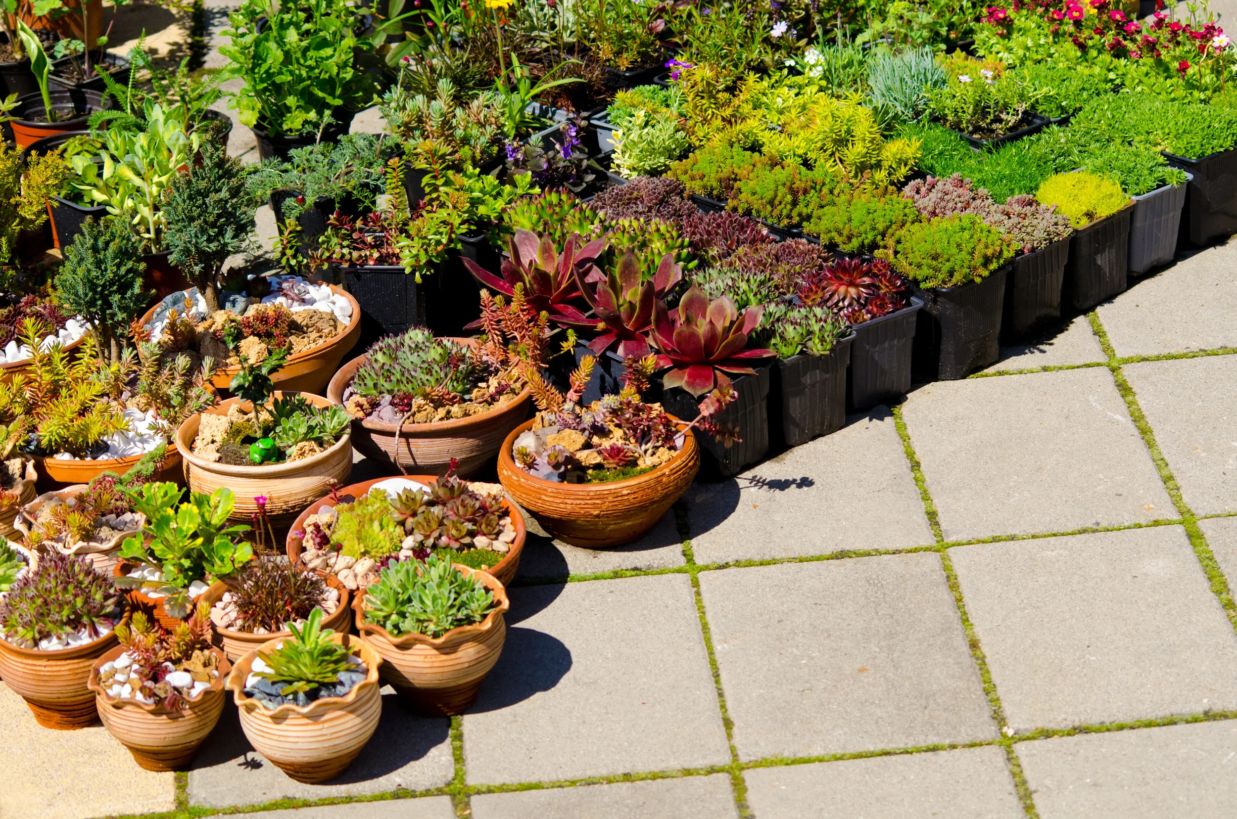Colorful potted succulent arrangement and nursery plants on a sunny stone patio for outdoor gardening.