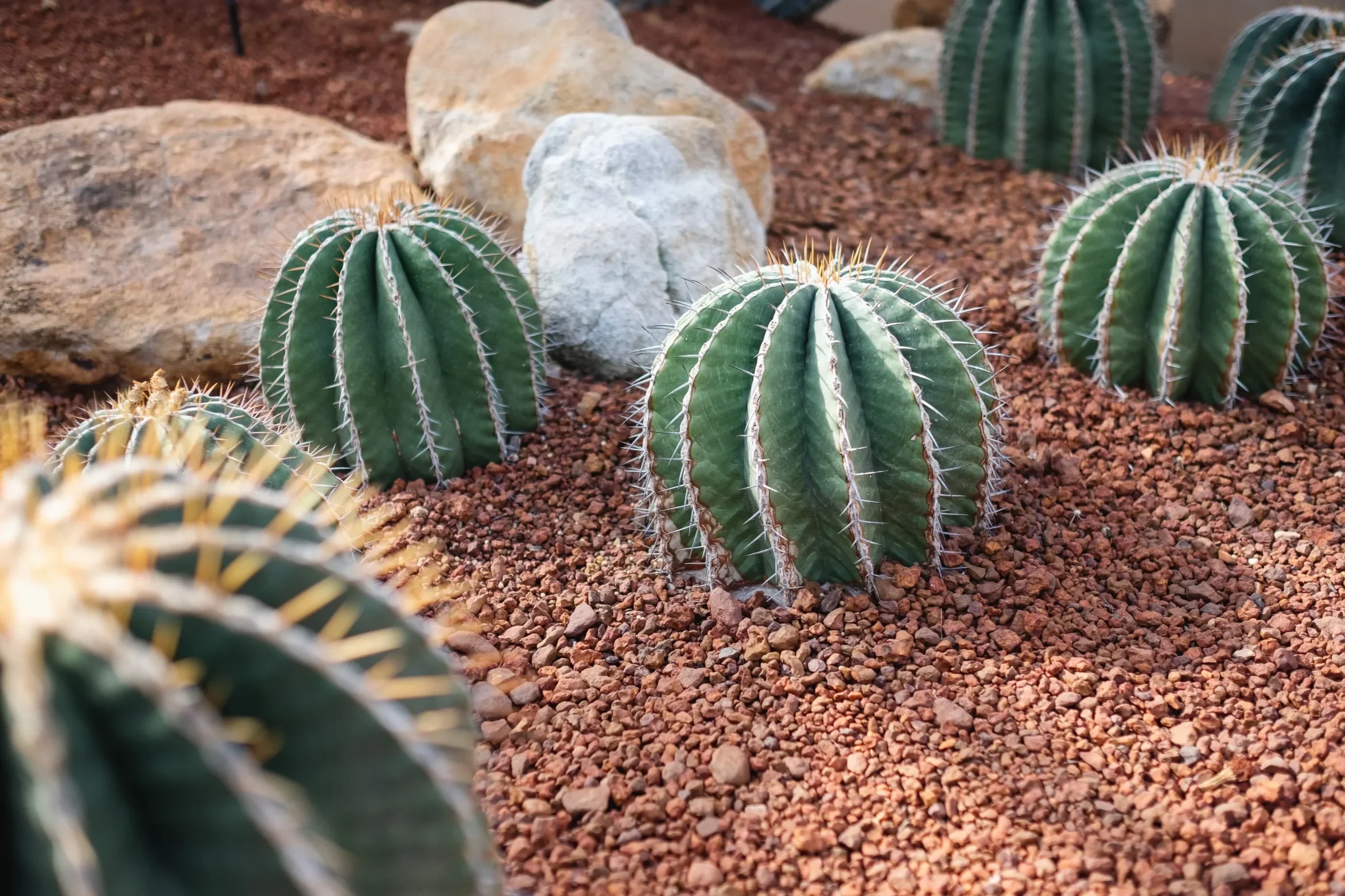 Round barrel cacti planted in red lava rock mulch with decorative desert stones for a low-maintenance landscape.