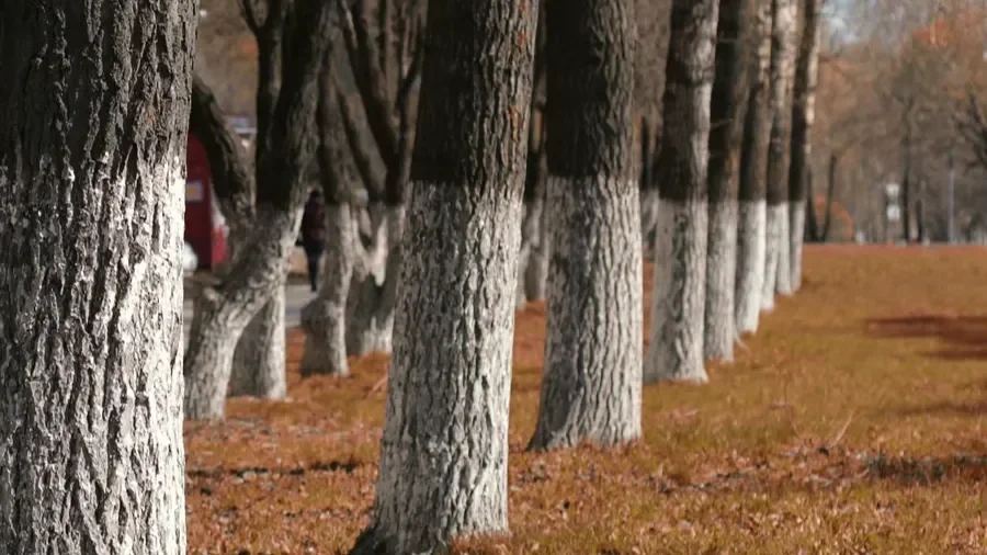 A row of tree trunks with their lower halves painted white for sunscald protection in an autumn park.