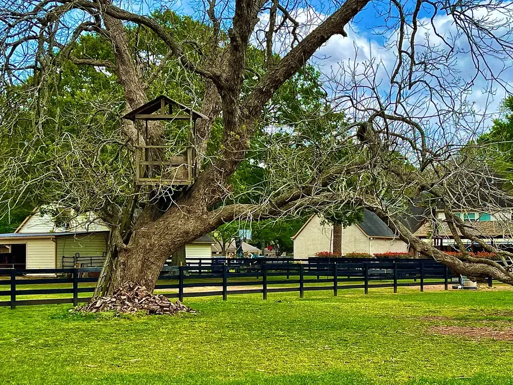 A wide green lawn with a large tree, a pile of logs, and a black wooden fence in a residential backyard.