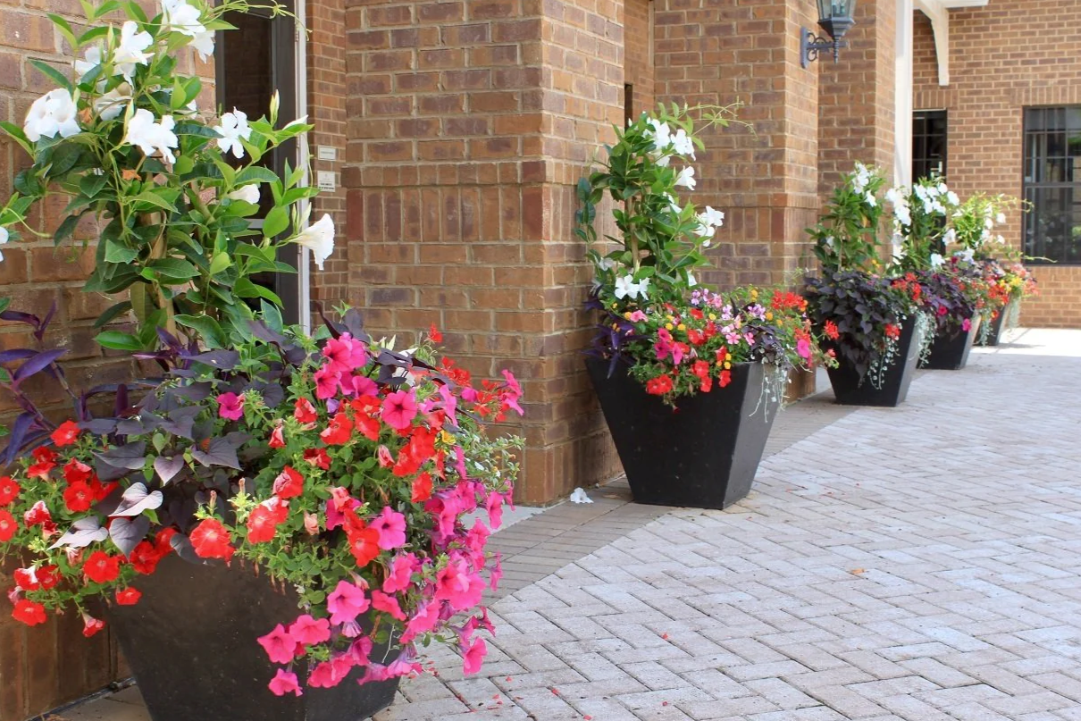 Large black planters filled with vibrant red, pink, and white flowers line a brick walkway alongside a building.
