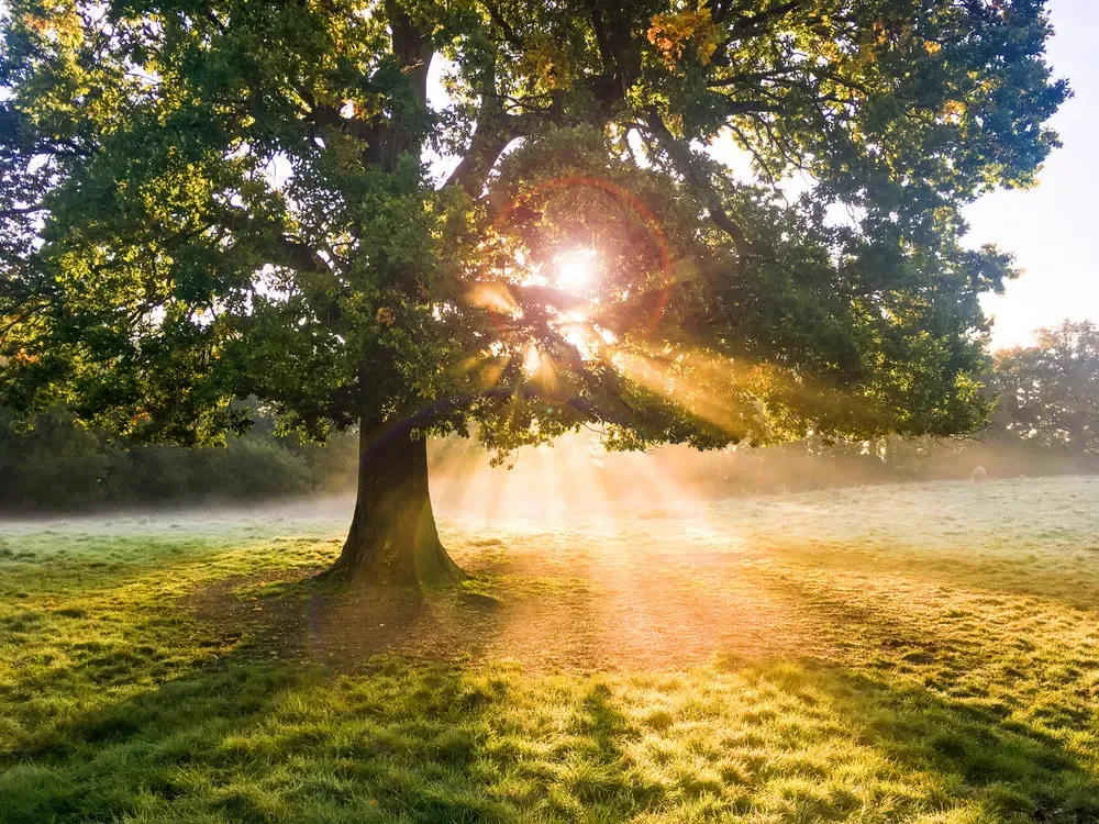 Golden sunbeams breaking through the branches of a large oak tree on a misty morning field.