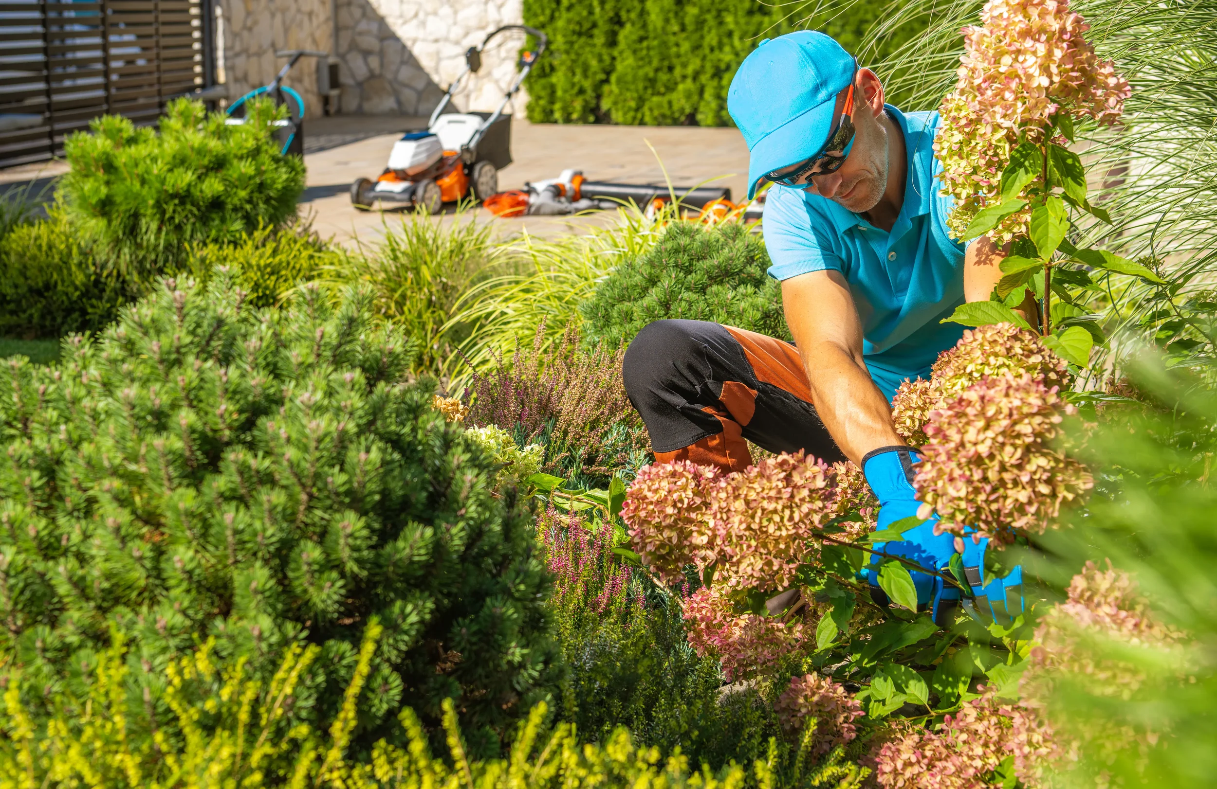 A professional landscaper wearing blue gloves pruning flowering plants in a lush, sunny garden bed.