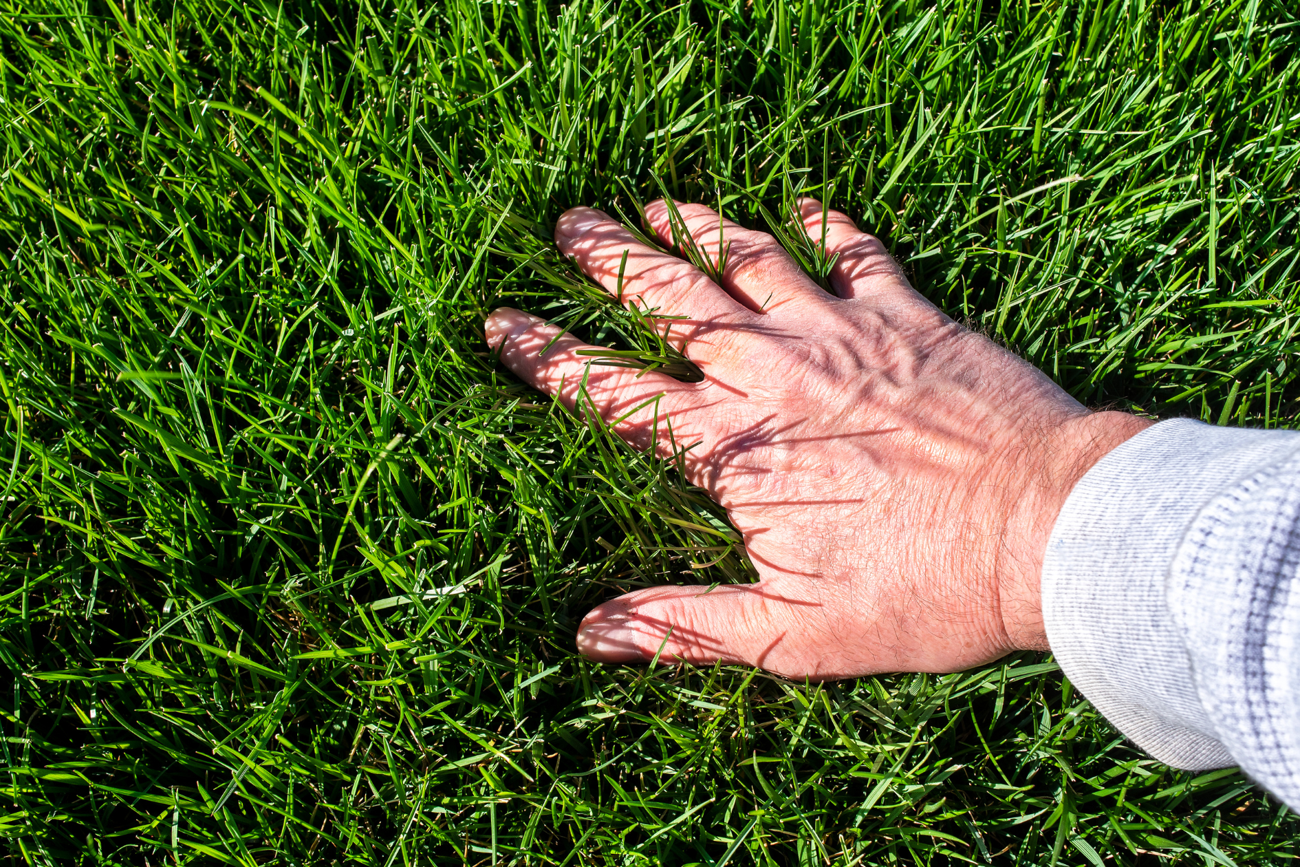 A hand rests on a patch of lush, healthy green grass, showing the texture and density of the lawn.