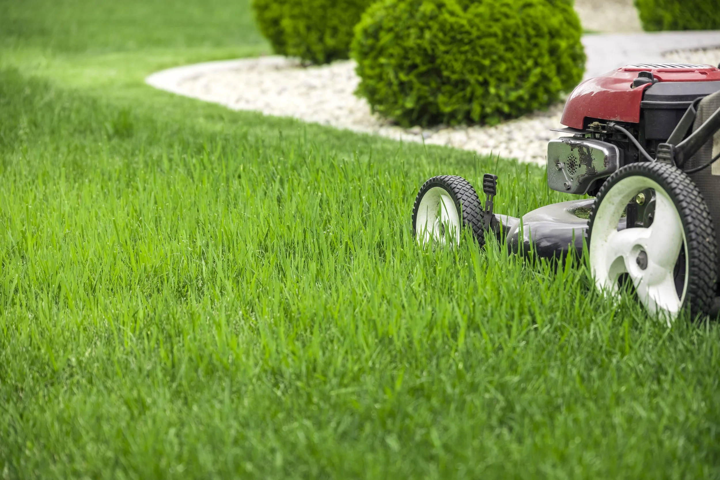 A red lawn mower sits on a lush, tall green lawn next to a landscaped garden bed with rounded shrubs.