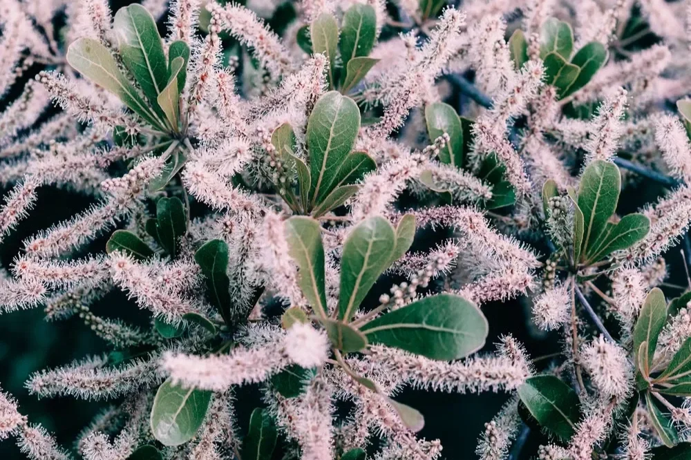Detailed close-up of green leaves and fuzzy white blooms comparing native and exotic landscaping plants.