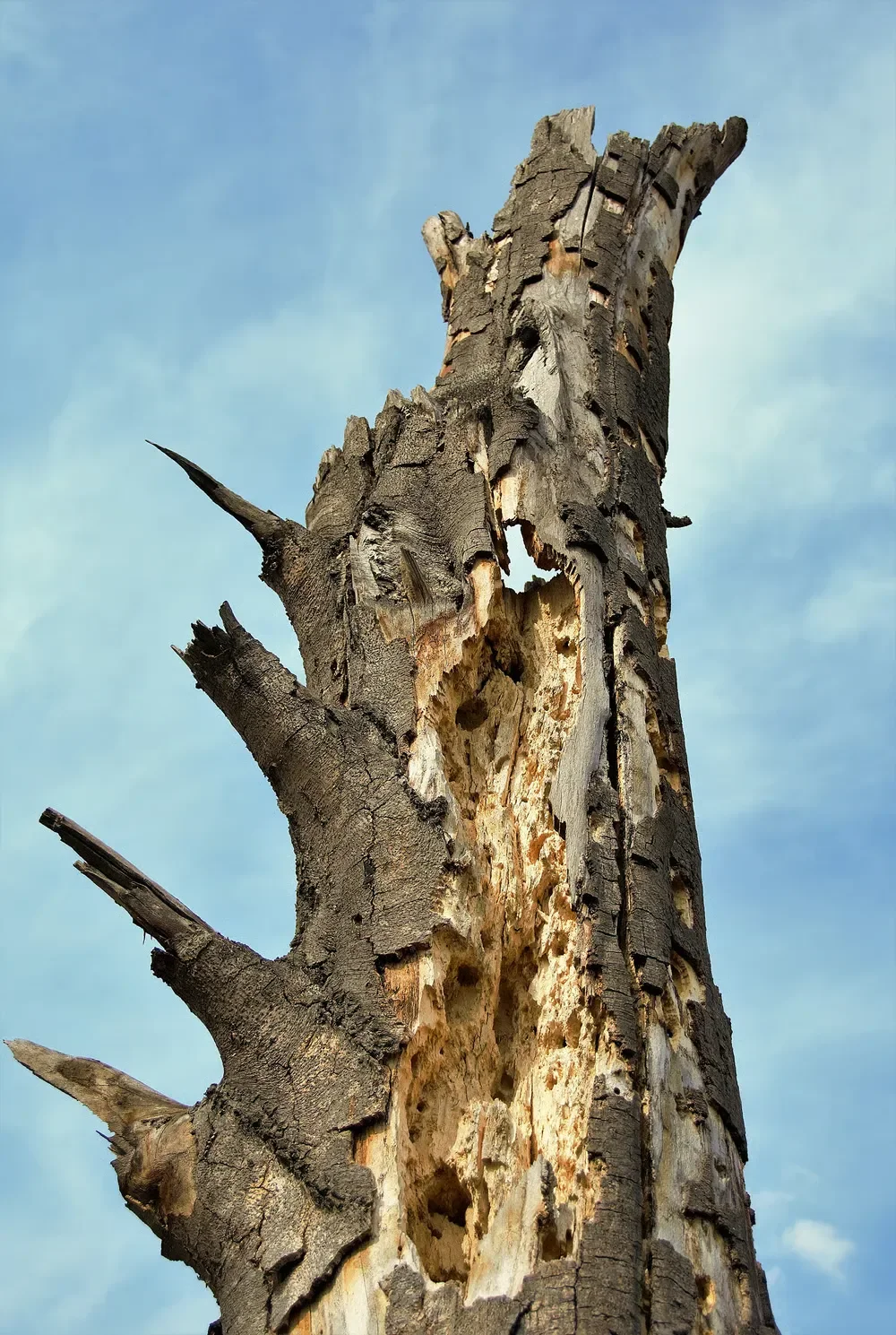 A severely decayed, hollowed-out tree trunk with peeling bark and internal wood rot against a blue sky.