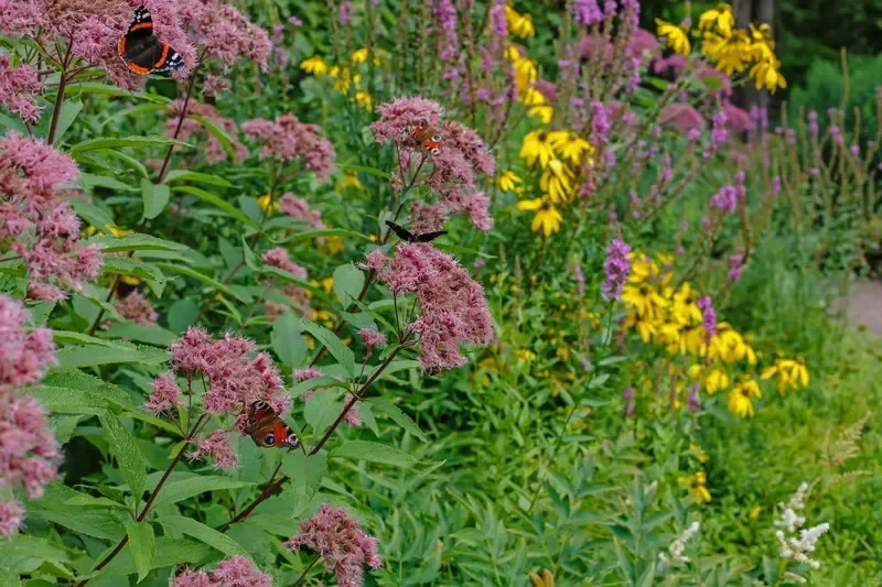 Monarch and peacock butterflies landing on pink joe-pye weed and yellow coneflowers in a lush pollinator garden.