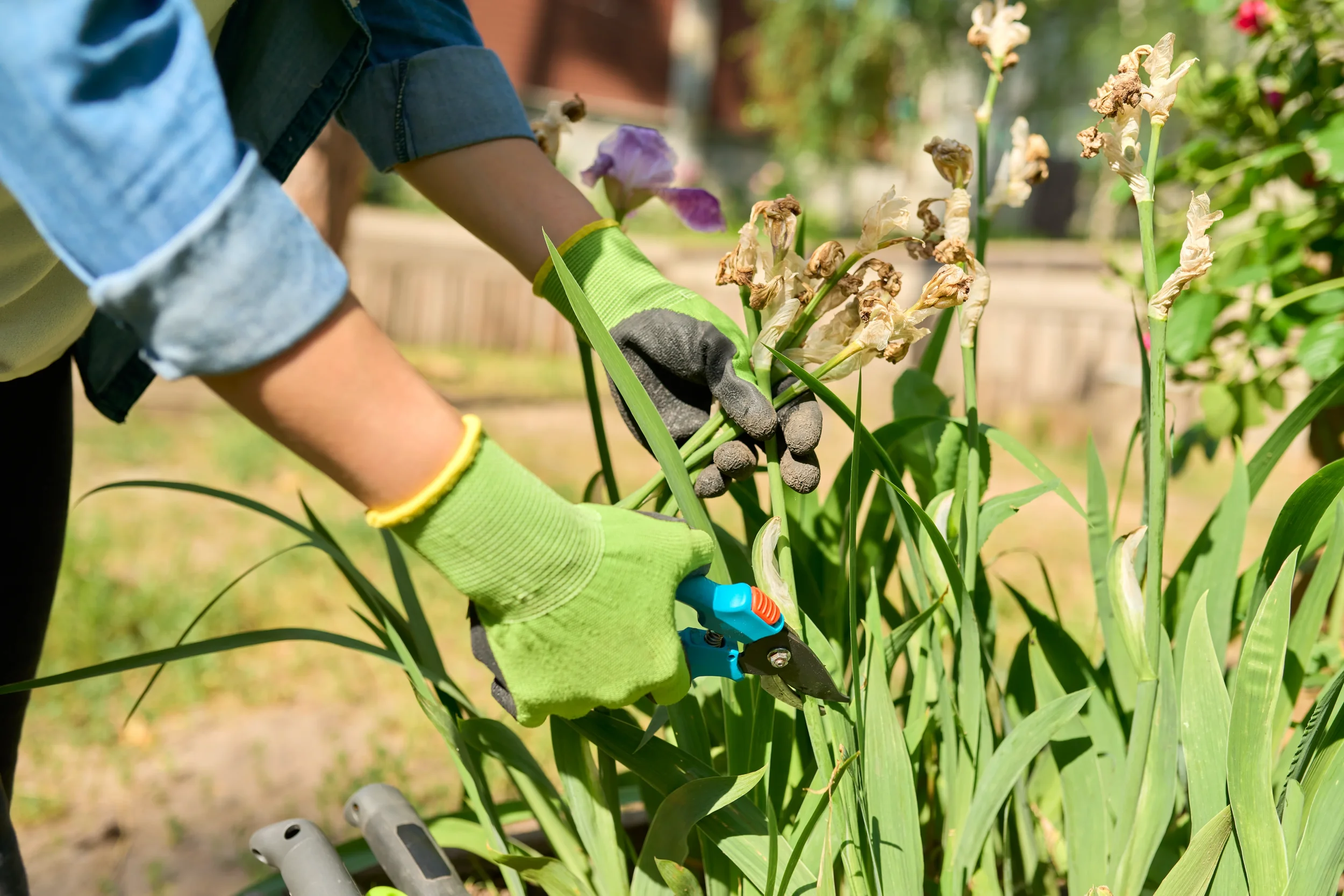 Gardener in green gloves using pruning shears to deadhead spent iris flowers in a sunny garden