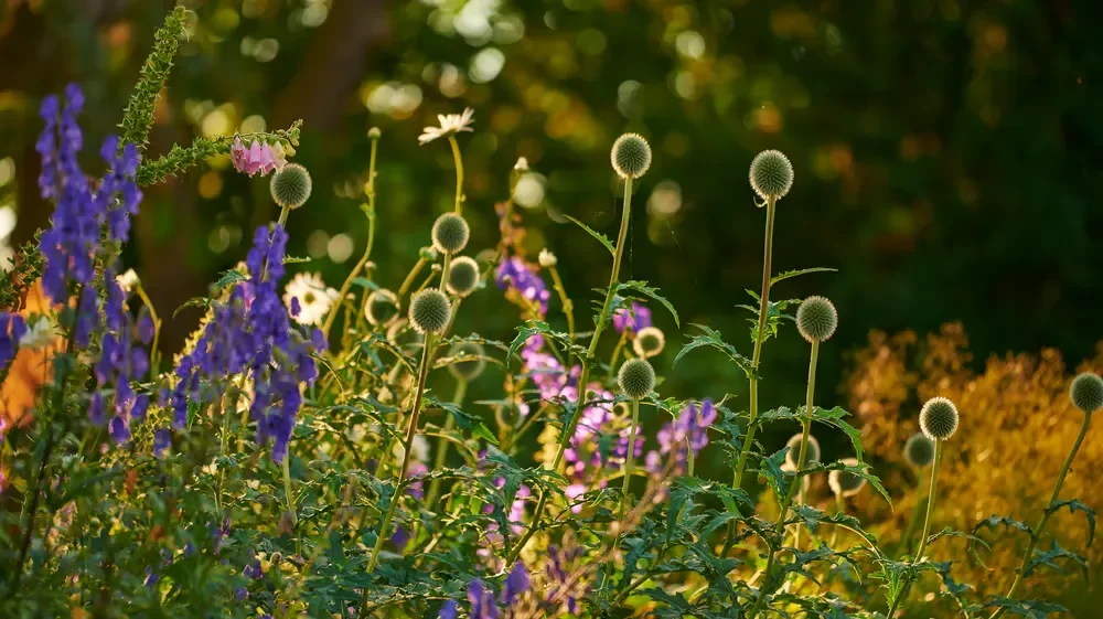 Purple and white wildflowers with green globe thistles growing in a sunlit garden during summer.