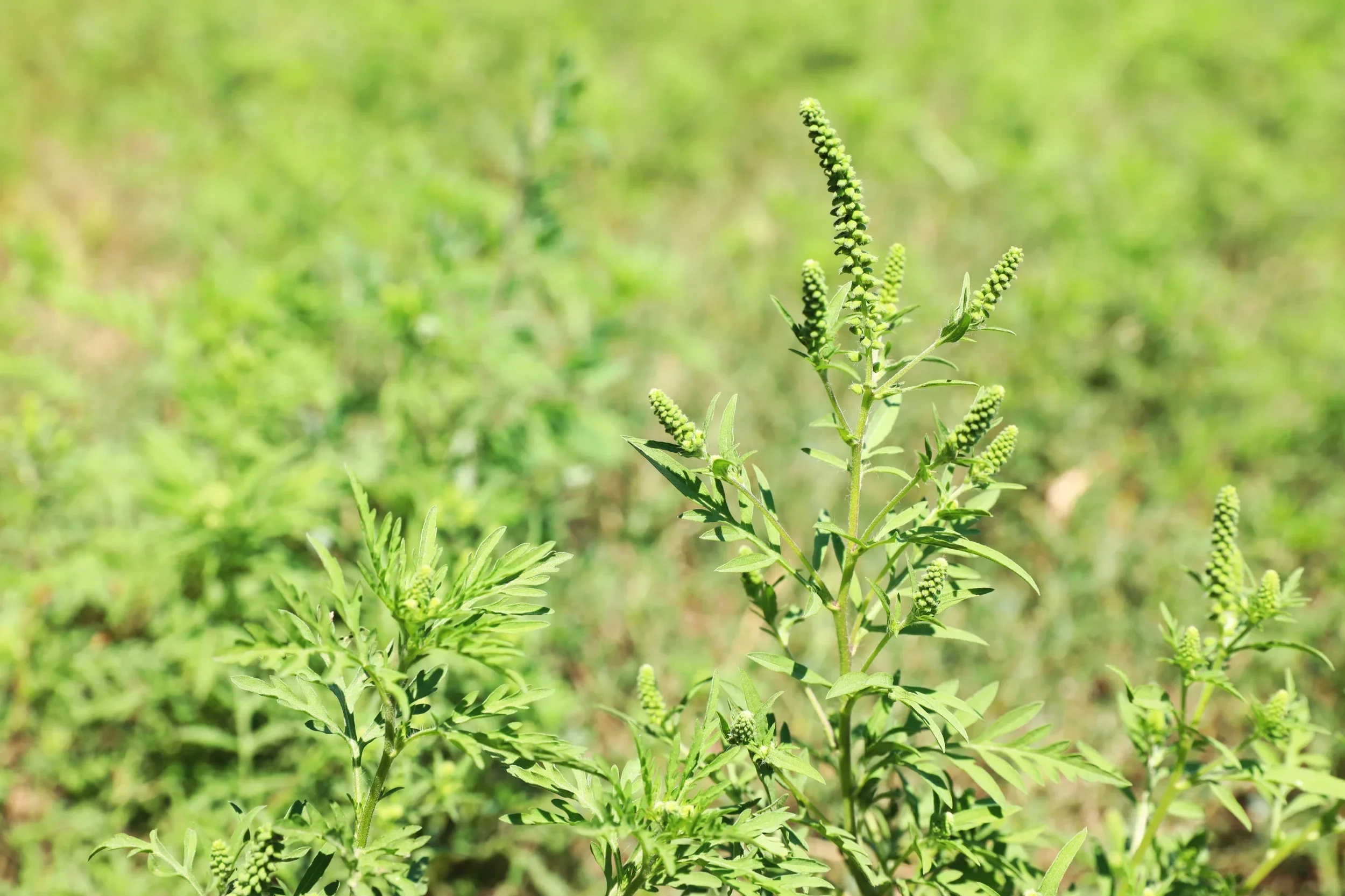 Close-up of a green ragweed plant in a field, a common cause of seasonal hay fever and pollen allergies.