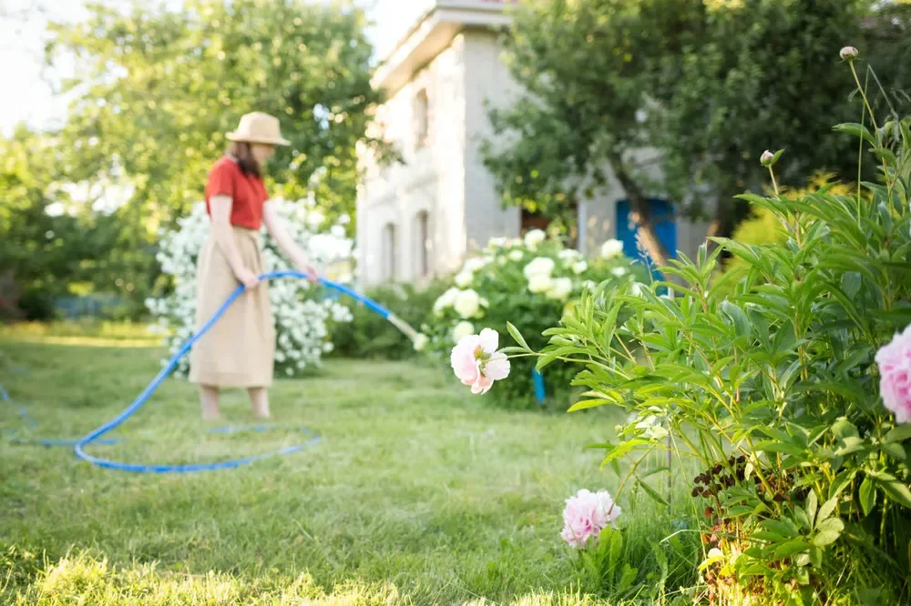 A homeowner watering blooming garden flowers and turf grass with a blue garden hose on a sunny day.