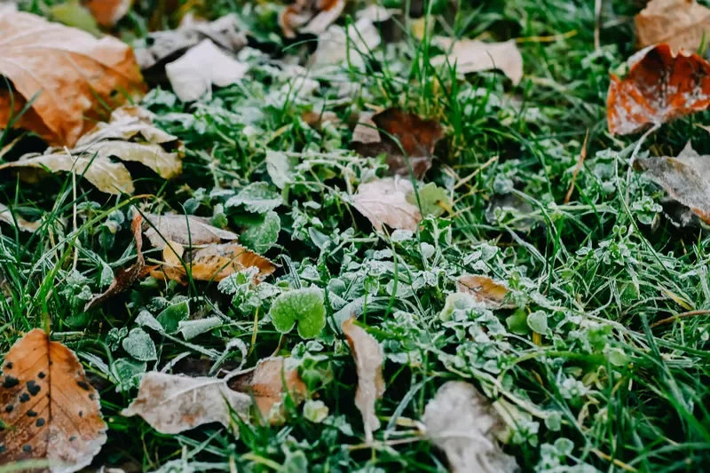Frost covering green lawn grass scattered with dry brown autumn leaves on a chilly morning.