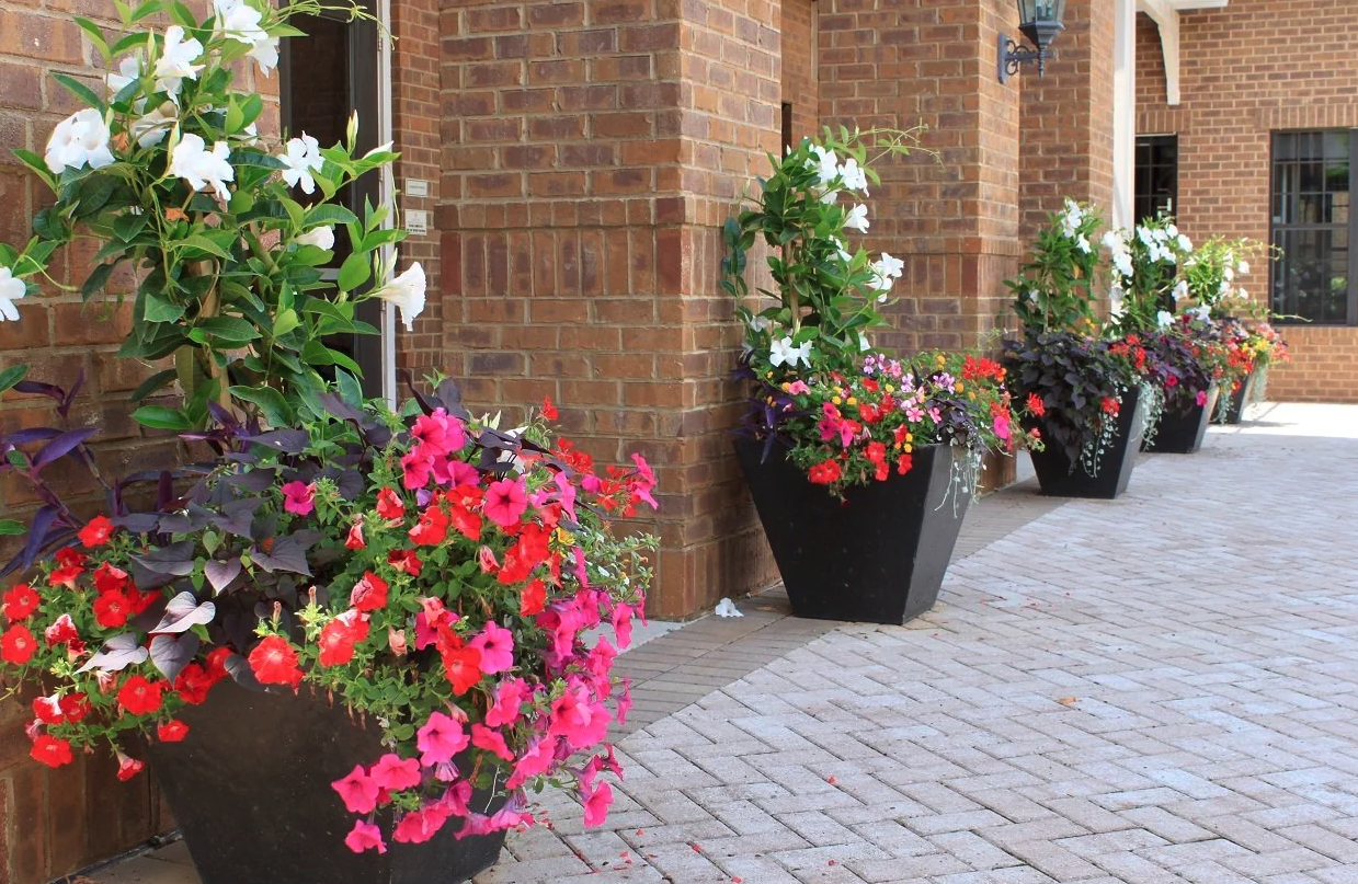 Large black planters filled with vibrant red, pink, and white flowers line a brick walkway alongside a building.