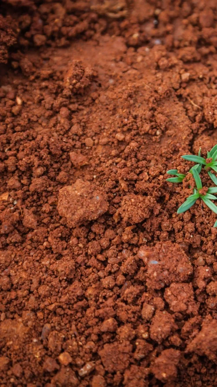 Close-up view of loose, textured red clay dirt soil with a small green plant sprout growing on the side.