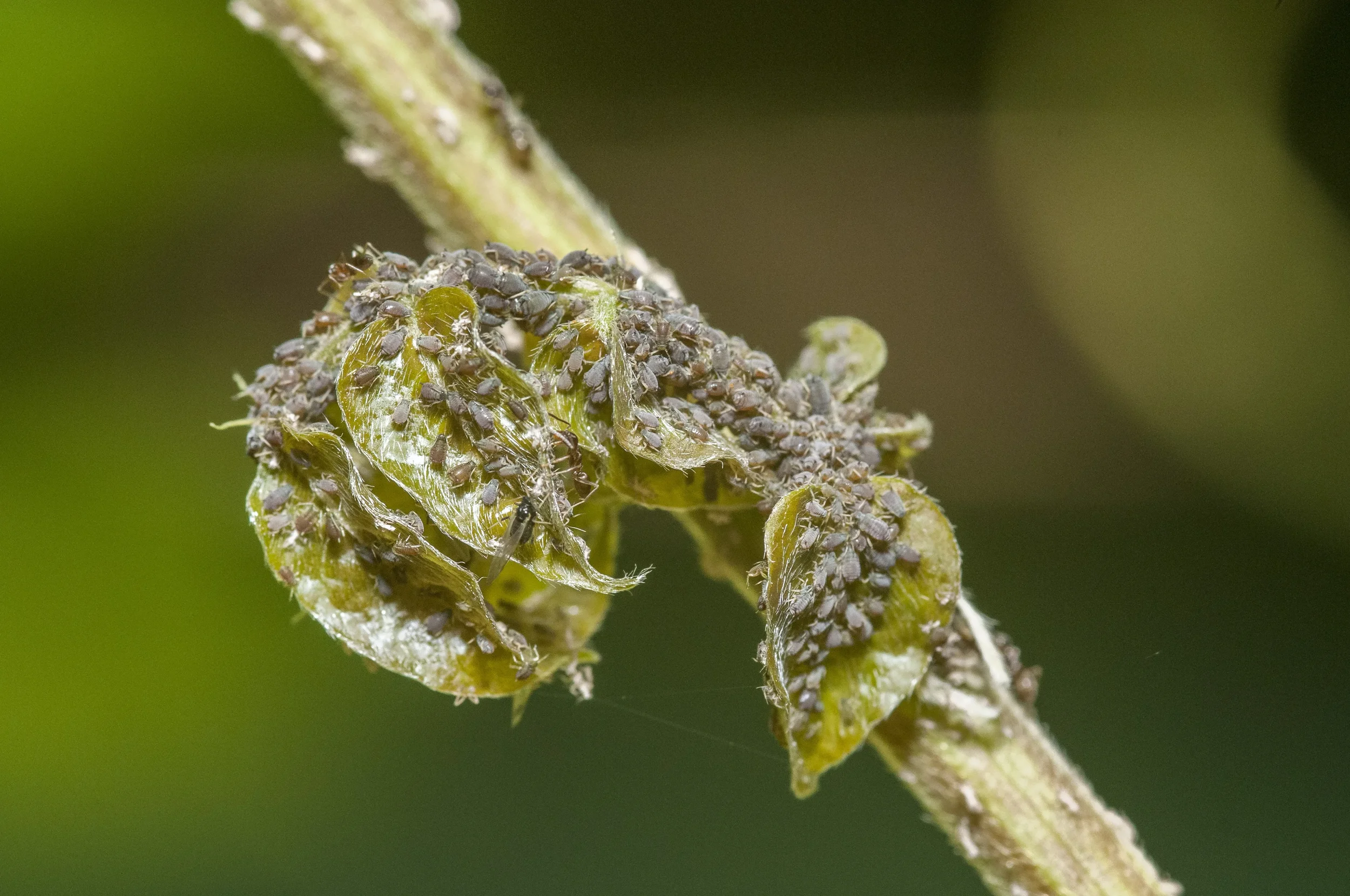 Close-up of black aphids infesting curled green leaves on a plant stem, a common garden pest