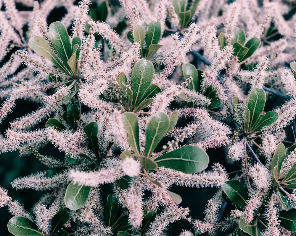 Close-up of a landscaping shrub showcasing dense, fuzzy white blooms intermingled with vibrant green leaves.