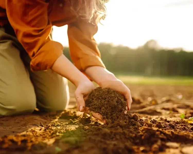 A person kneeling in a outdoor garden holding a scoop of rich dark soil in their hands during sunset.