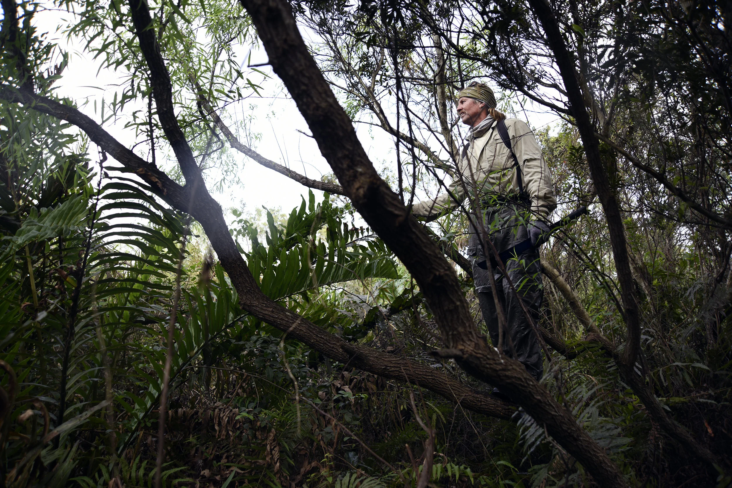  Duane "Caveman" Clark climbs a tree deep in the Everglades Wildlife Management Area in search of pythons during the Python Challenge in the Everglades, on January 31, 2016. Clark hunts with two other members of his team, the Cyprus Boys, who have ca