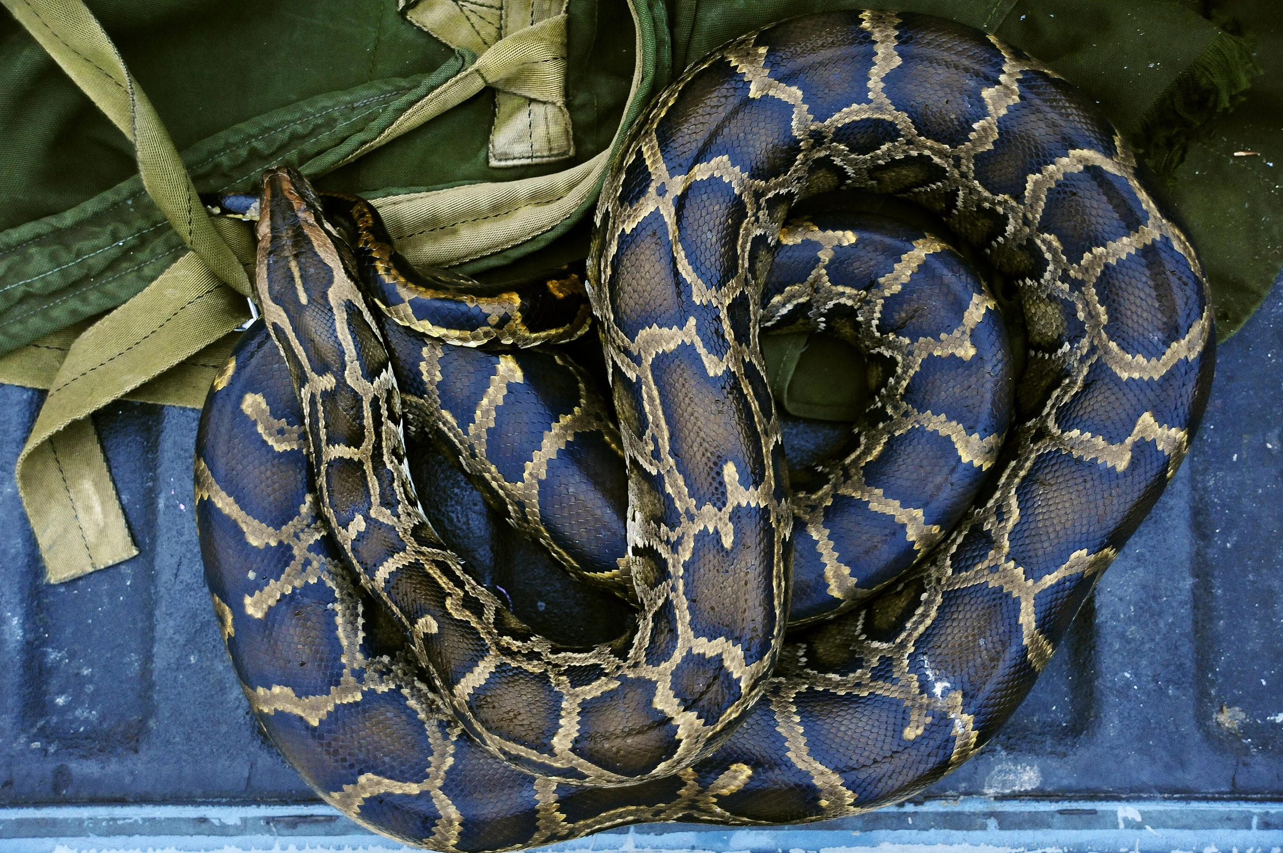  The Jupiter Jubilee takes place at the Jupiter Community Center  in Jupiter, February 9, 2016. (Daniel Owen / The Palm Beach Post) 