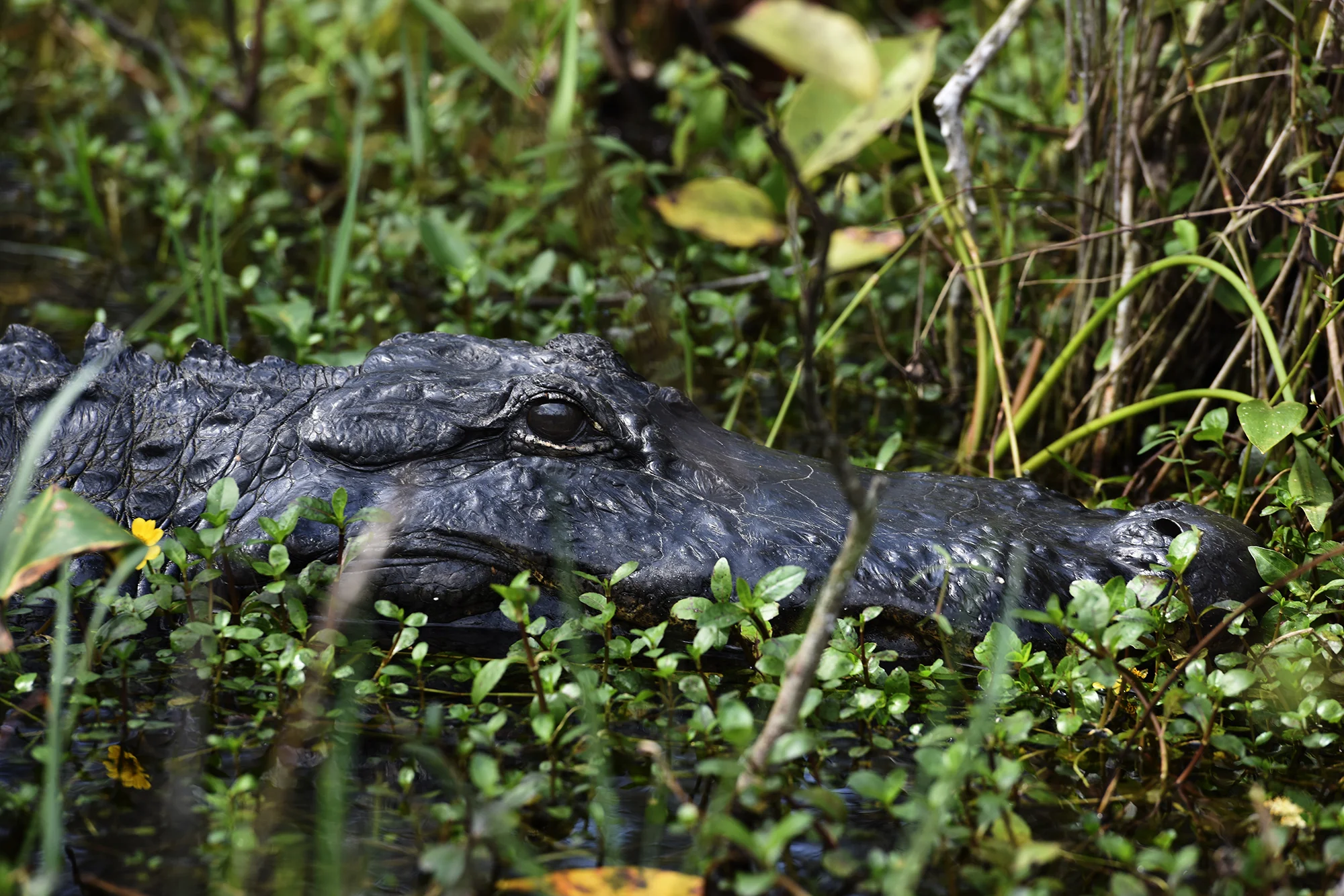  Howard Golin, right, Executive Director of the Wounded Warriors of South Florida poses for a portrait with Chairman of the Board of Directors, retired Army Lt. General Robert Chelberg, left, at the Wounded Warriors of South Florida facility in Lake 