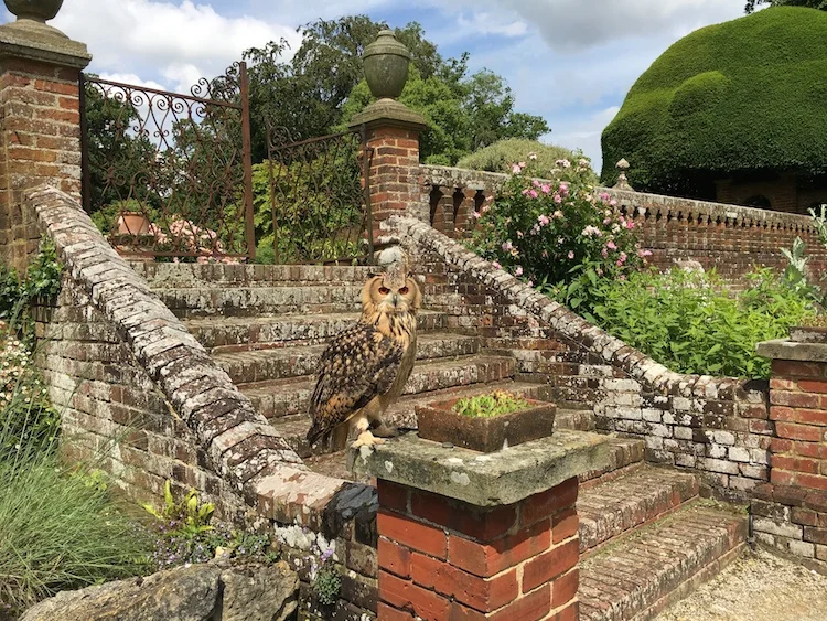 Den bengalske hornugle, Theo, i de smukke Doddington Place Gardens. Foto: Andrea Bak