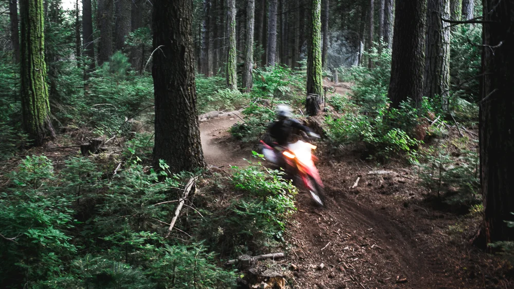 -001woods_MFVII.jpg