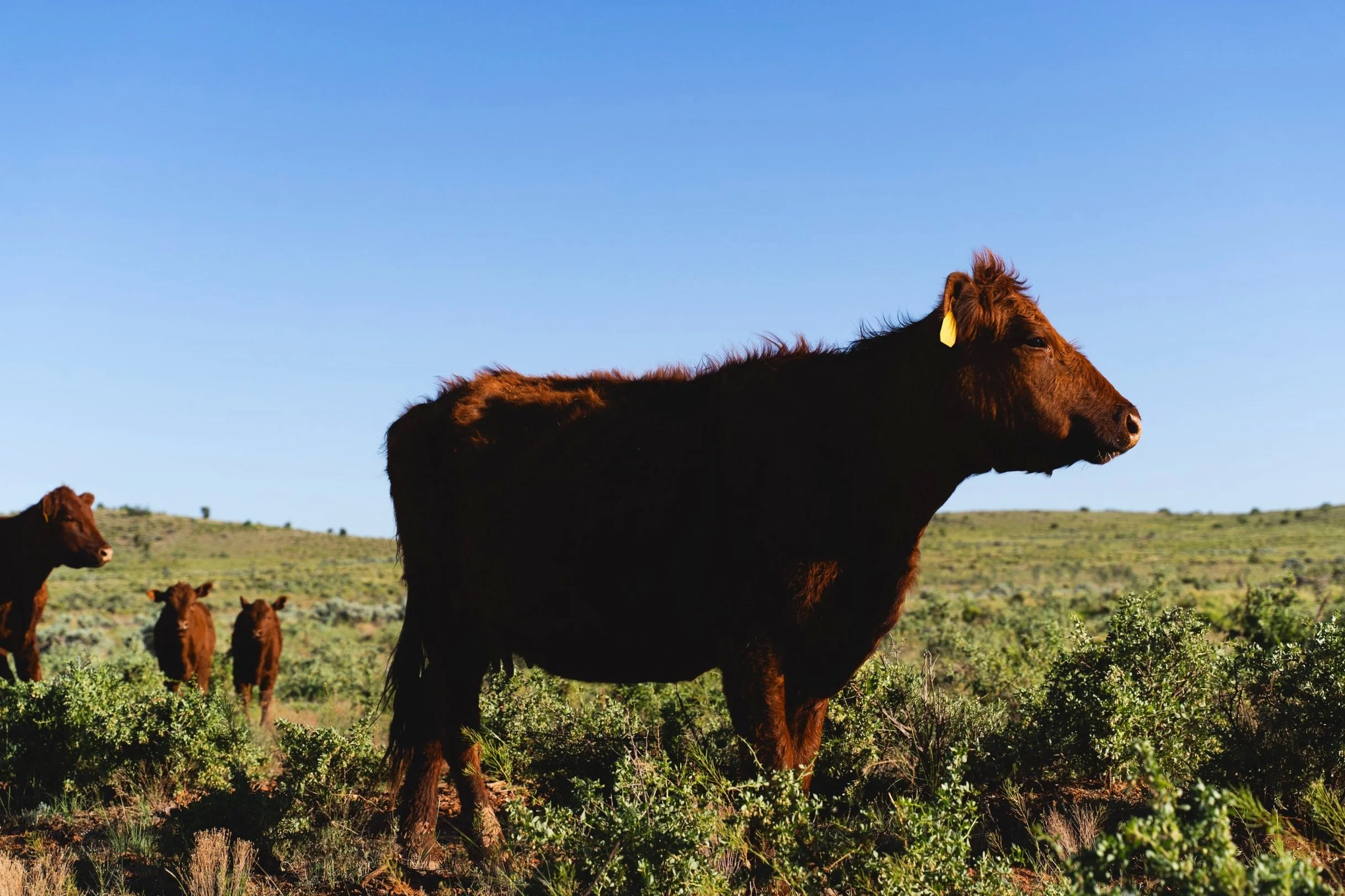 Wilderness x CanAm_MV.AR-13.JPG