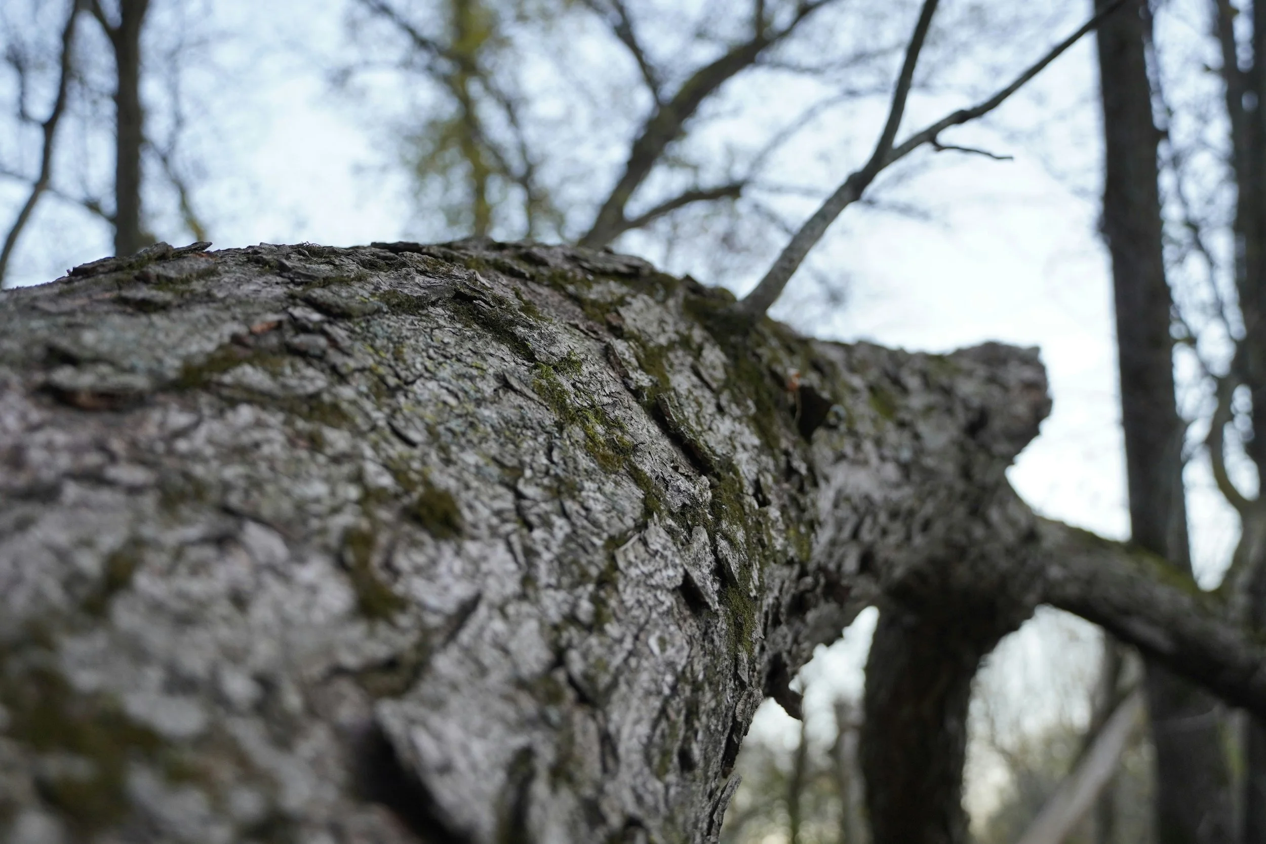 When Seattle Home Appraisers Start Asking About Tree Condition — Be Ready