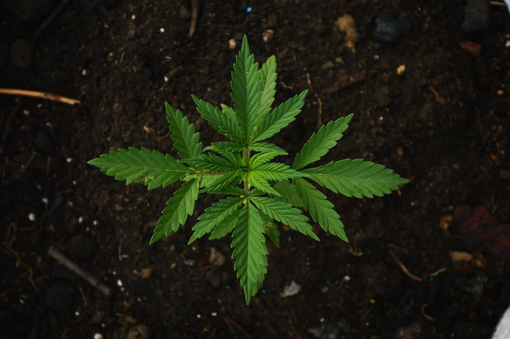 Image: https://pixabay.com/photos/green-grass-ganja-maria-cannabis-1648353/