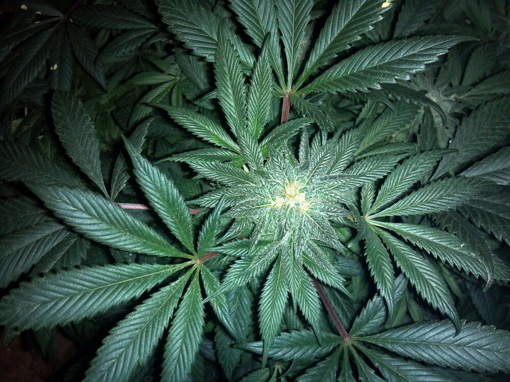 Image: https://pixabay.com/photos/cannabis-weed-marijuana-hemp-leaf-313051/