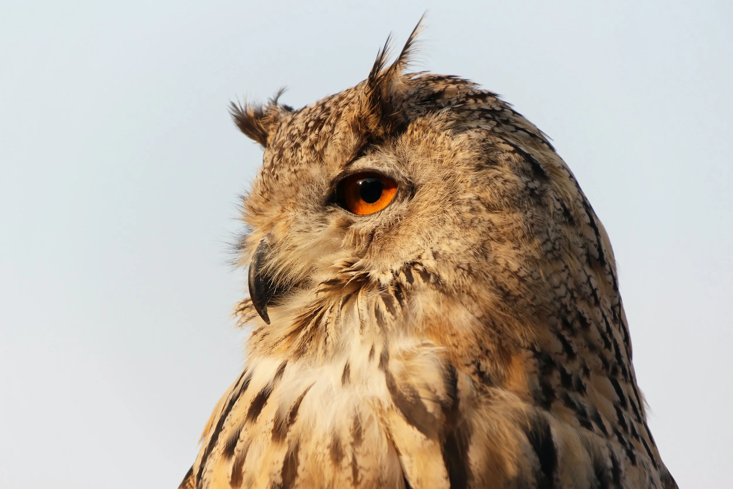 GUEST COLUMN: "Hoot": Everything You Didn't Know You Wanted to Know About This 2006 Film