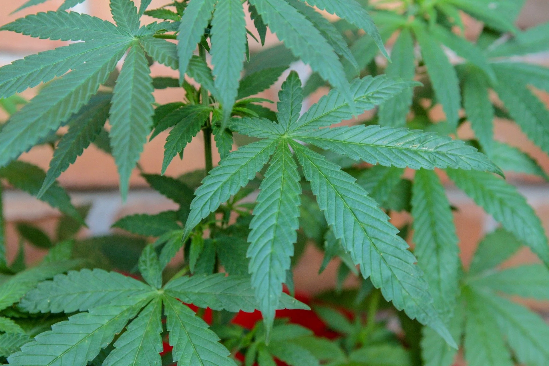 Documentaries About Medical Marijuana That You Should Check Out