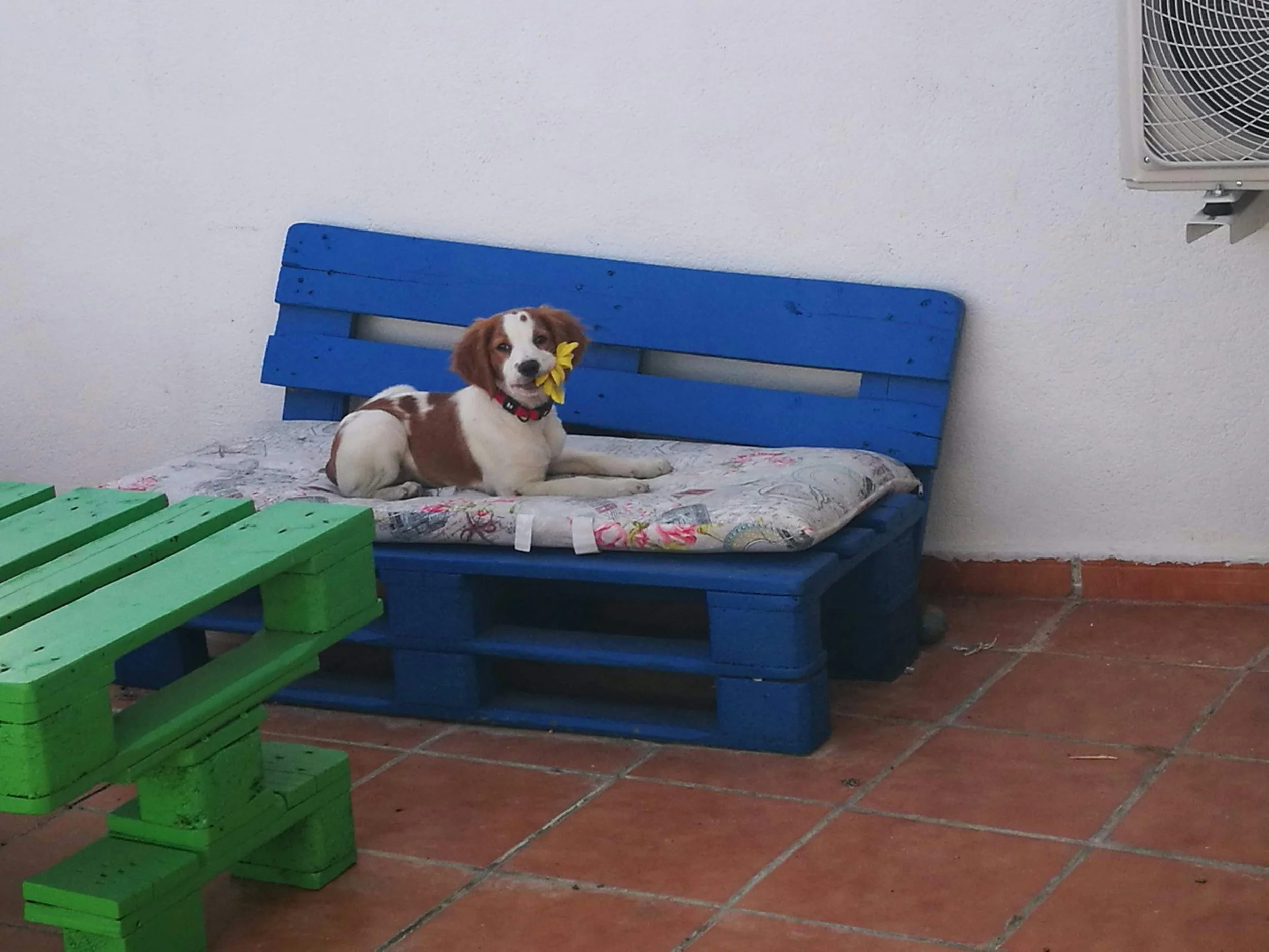 Exploring the Lakes: Finding the Perfect Dog Friendly B&amp;B in the Lake District