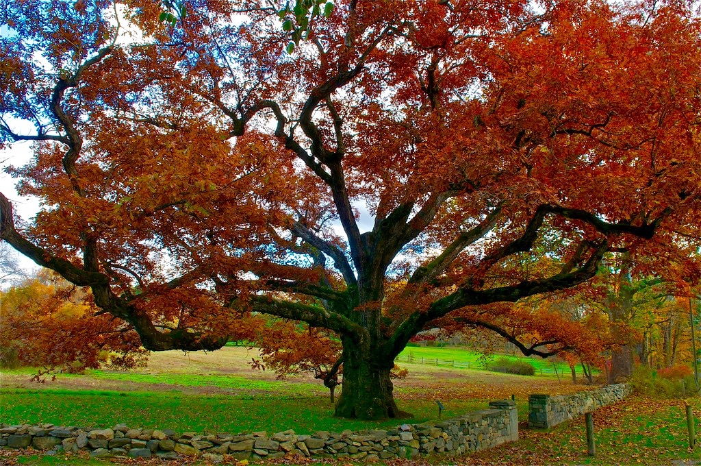 Bedford Oak Fall 2 (1).jpg