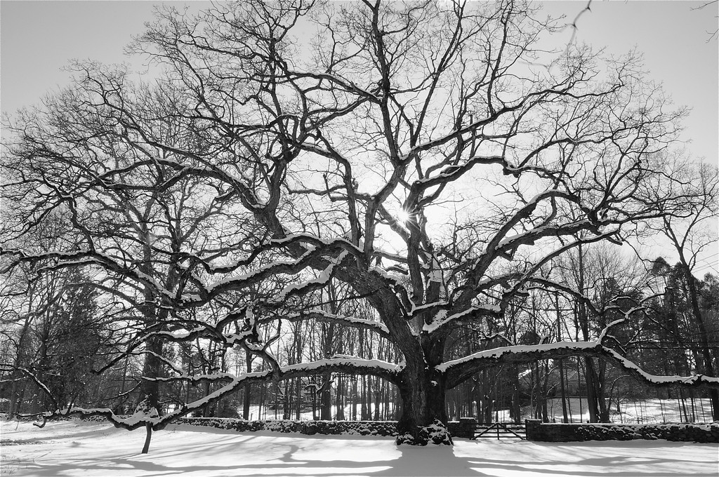 Bedford Oak Winter.jpg