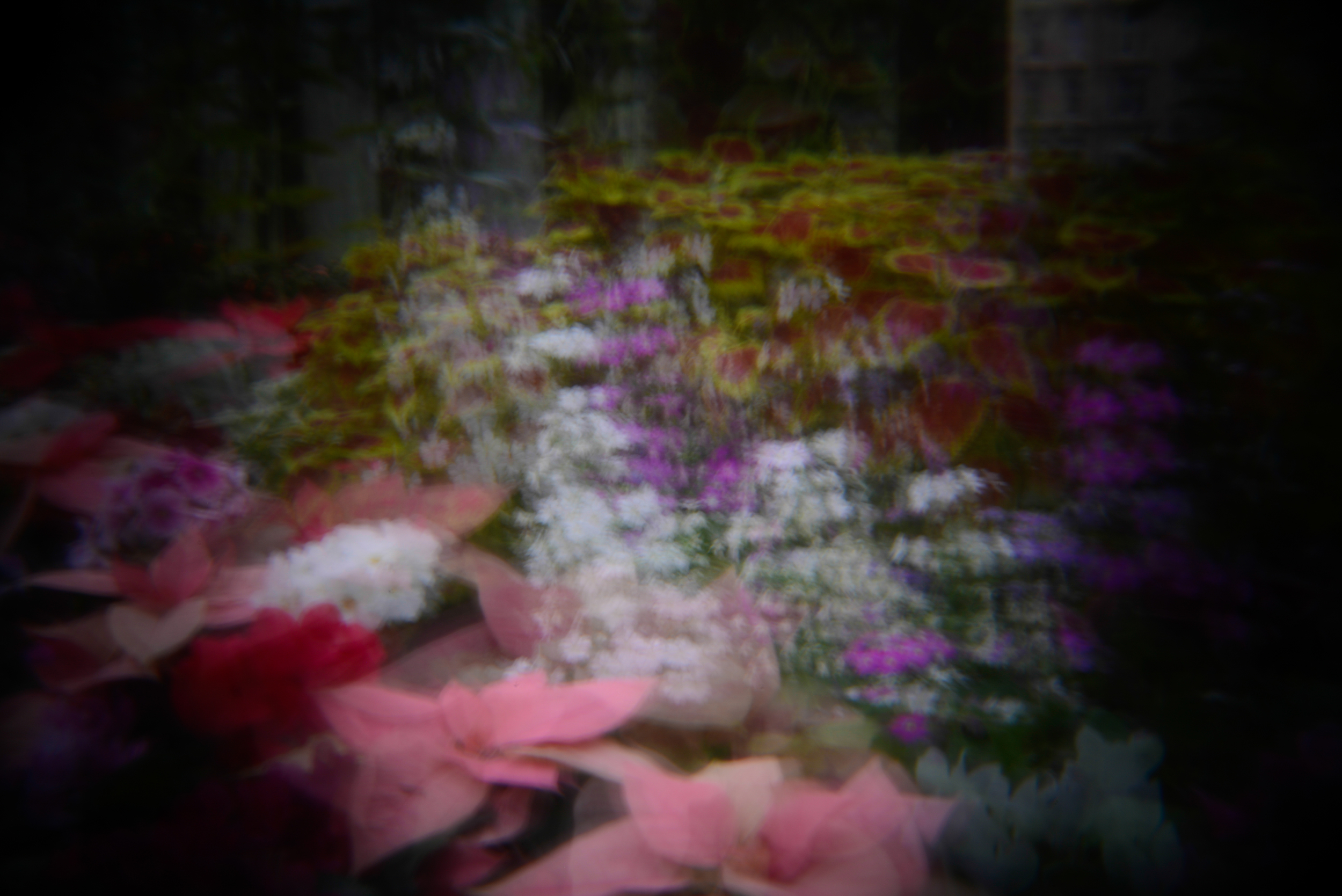 botanic gardens holga (8 of 16).jpg