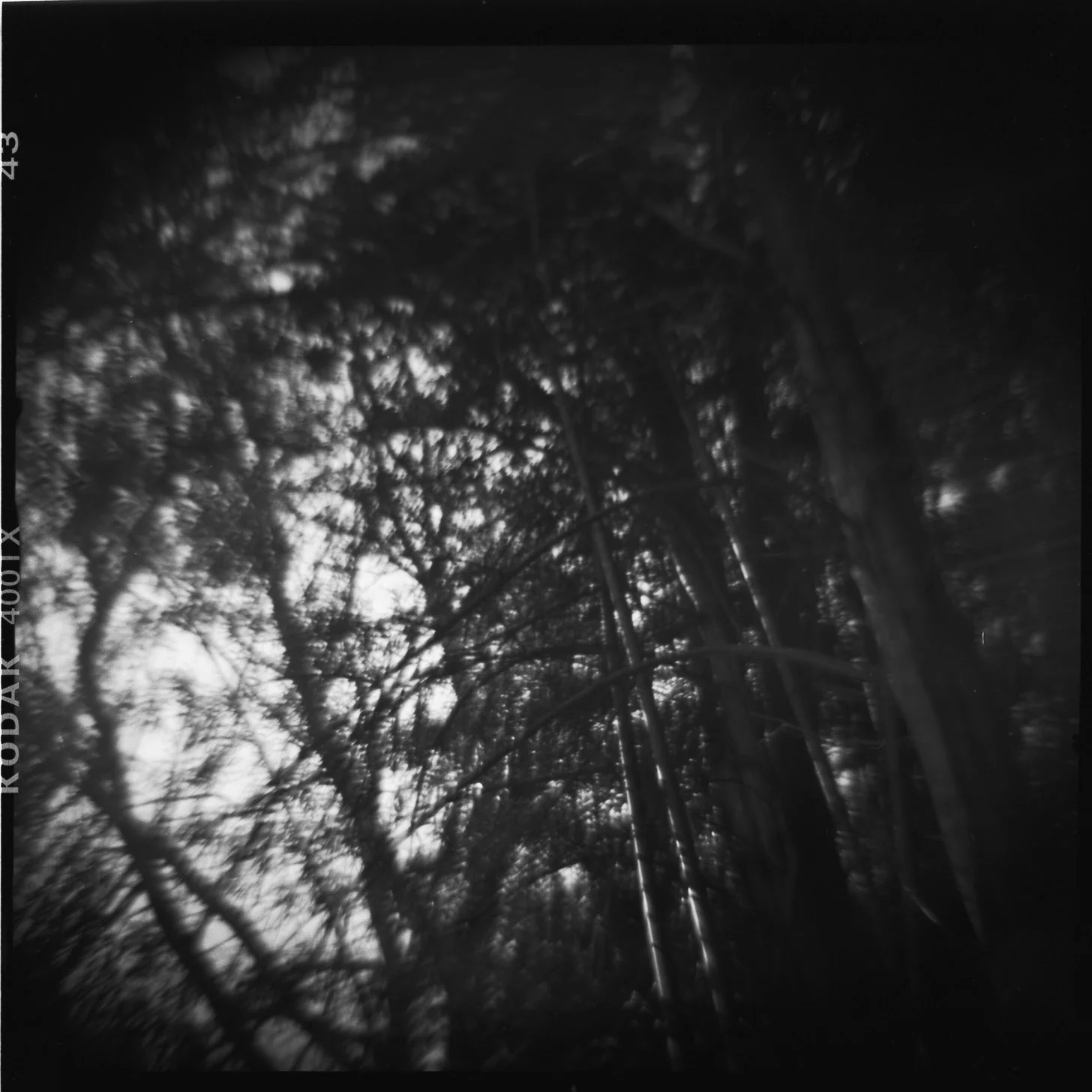 DIANA-pine-trees copy.jpg