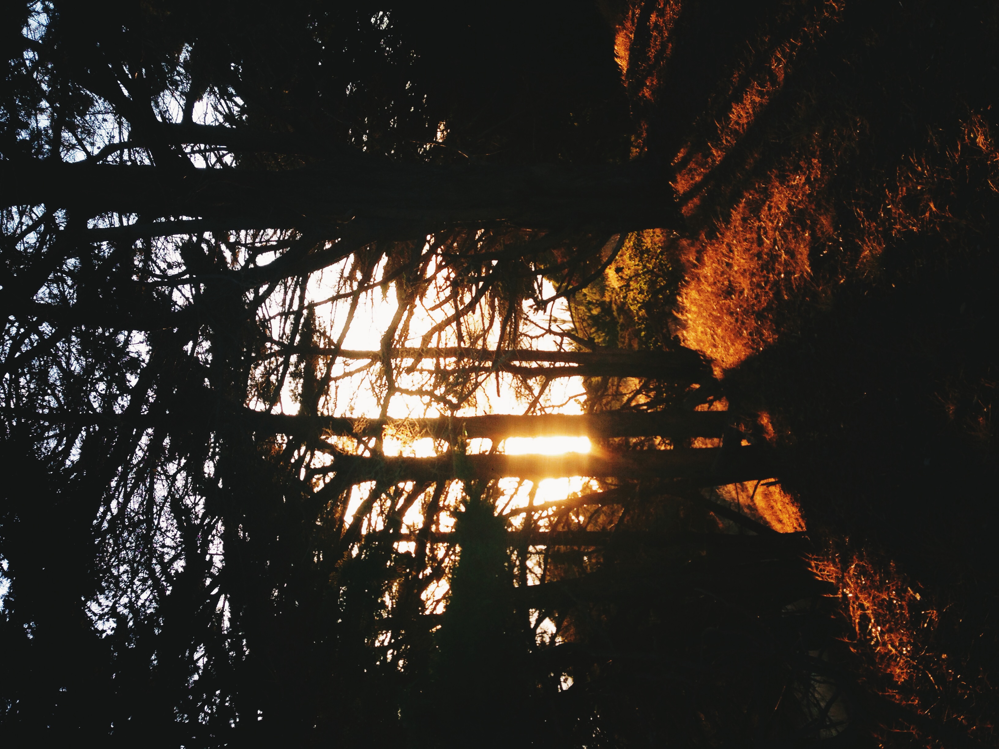 Sun through the trees, Angel Island