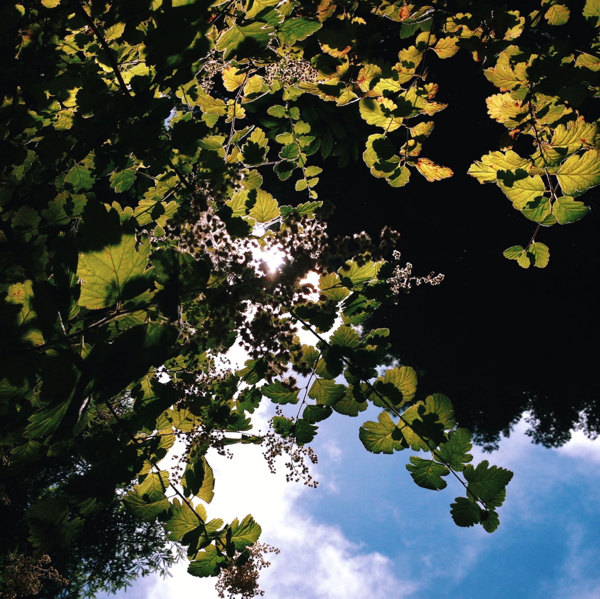 Sunlight through the trees in the Botanic Gardens