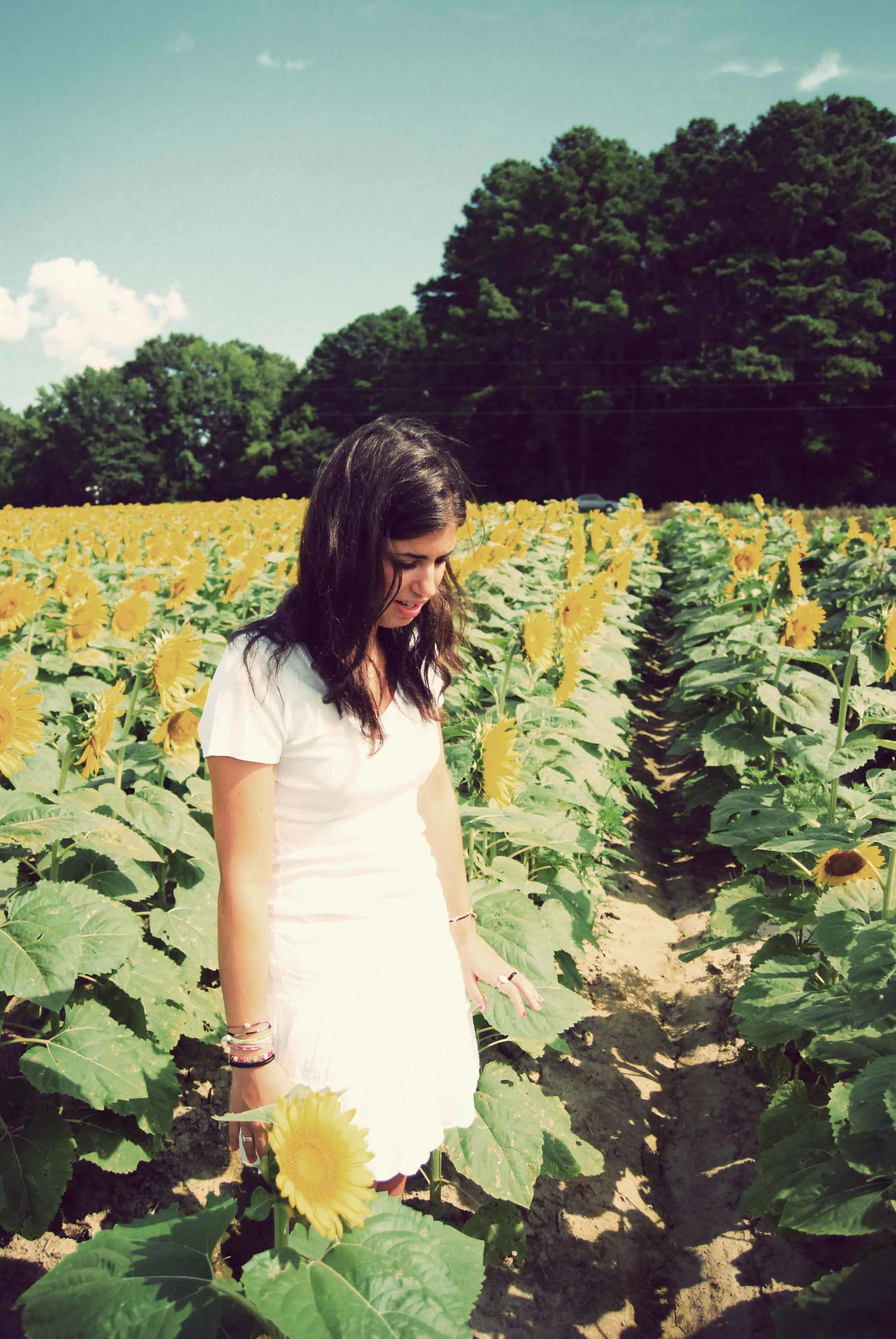 sunflower-leah-1.jpg